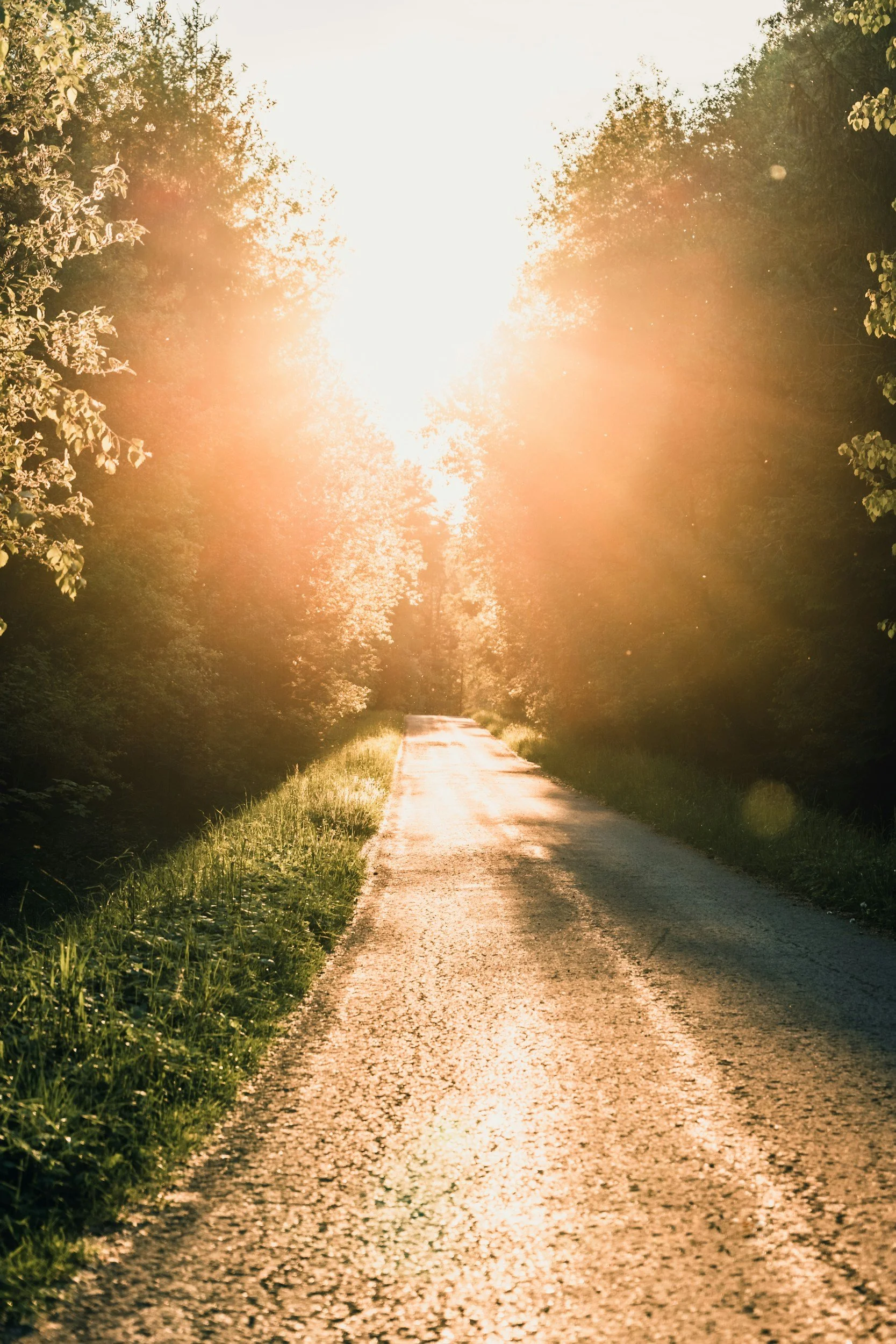 A sunlit country road surrounded by trees on both sides, with sunlight creating a warm glow and lens flare effects.