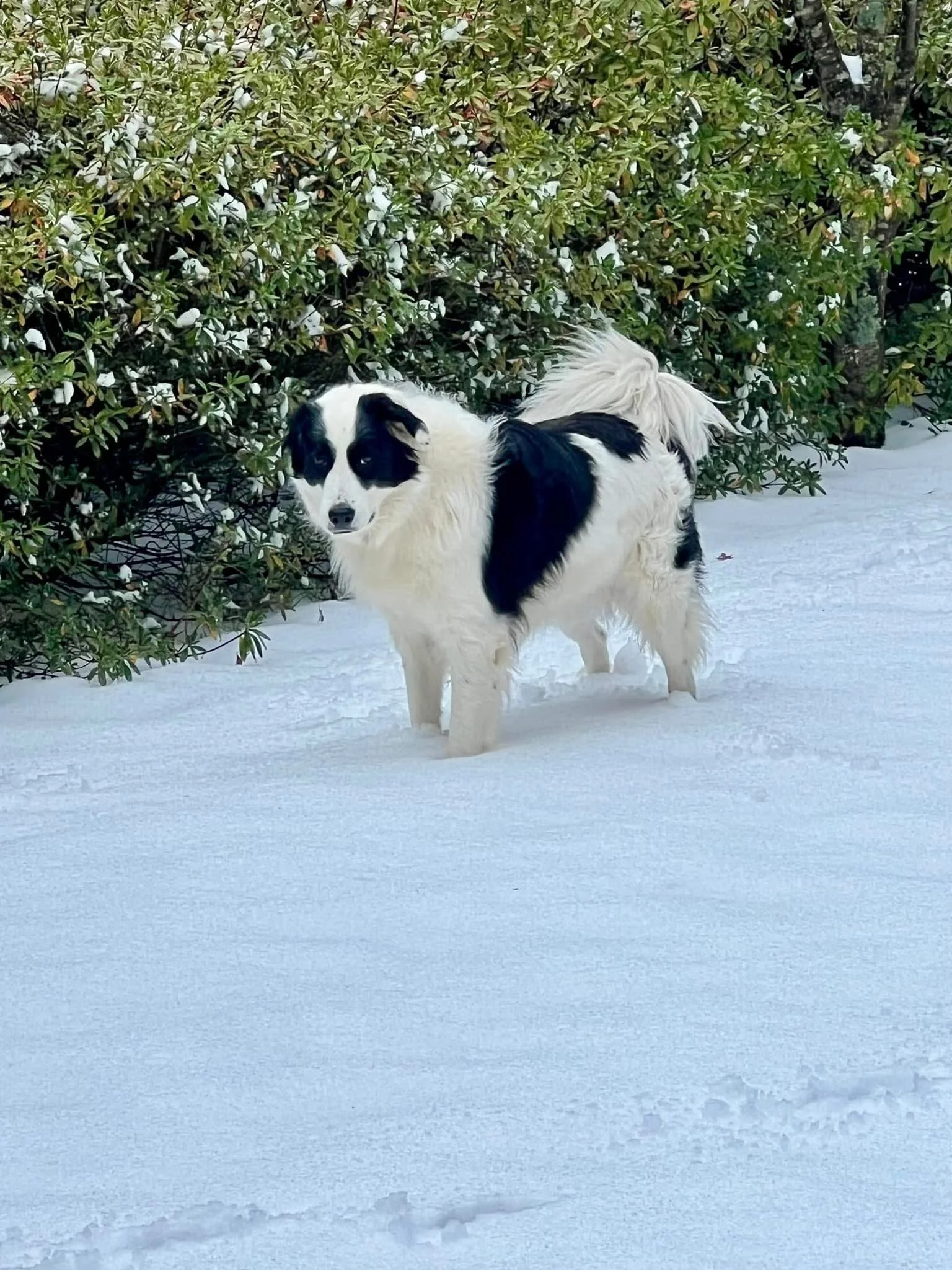 A black and white dog standing in snow near a bush with green leaves.