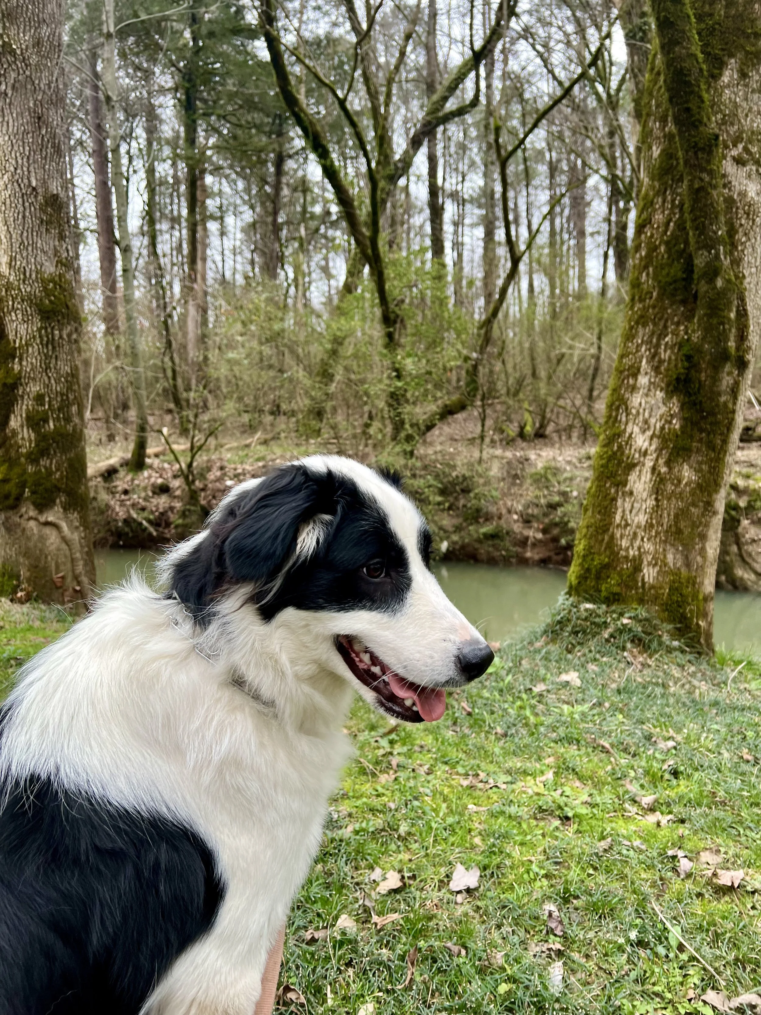 A black and white dog sitting on grass near a small pond in a wooded area.