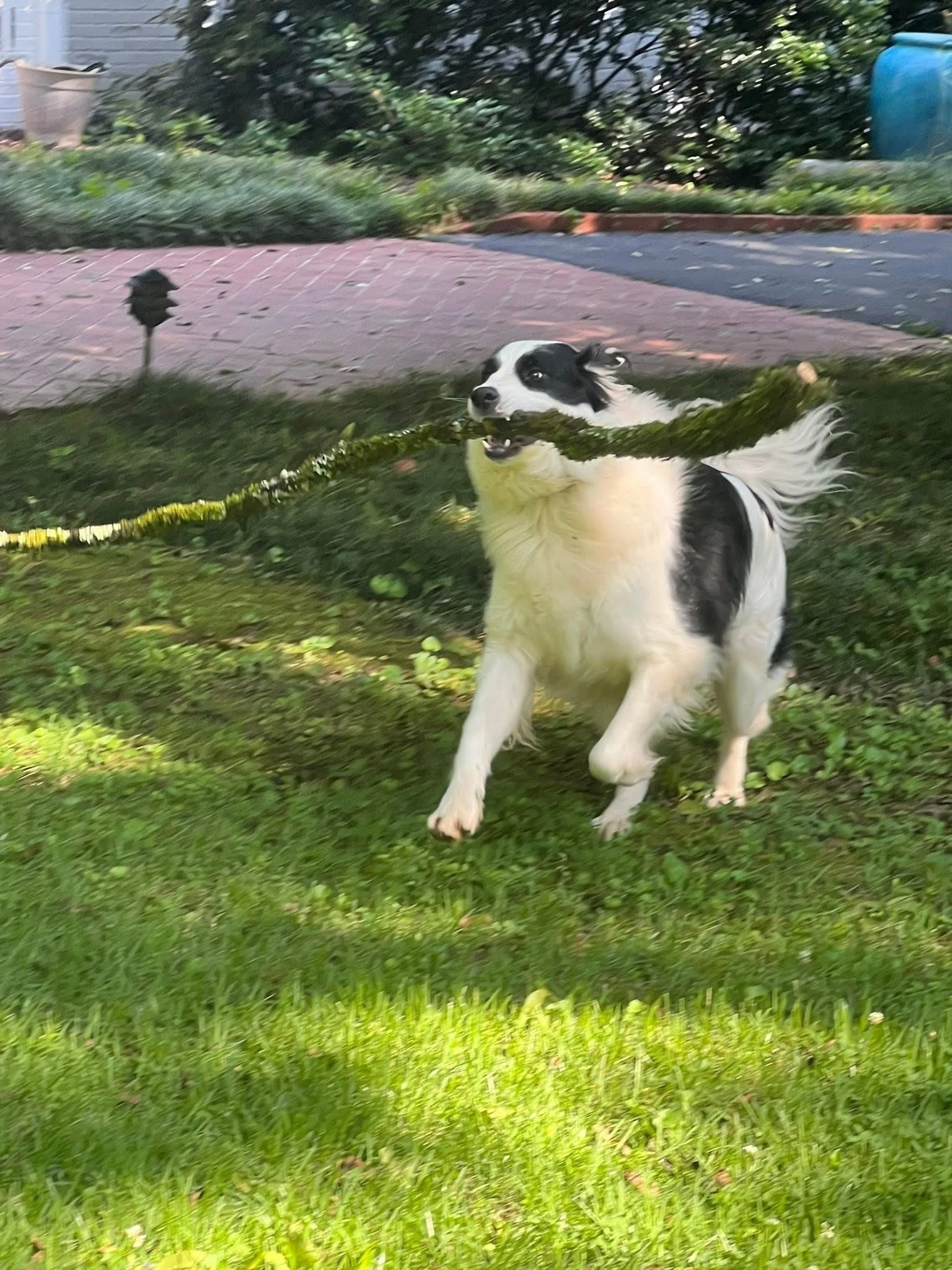 Dog catching a stick outdoors in a grassy yard. The dog is black and white with a long, fluffy tail, mid-run, holding the stick in its mouth.