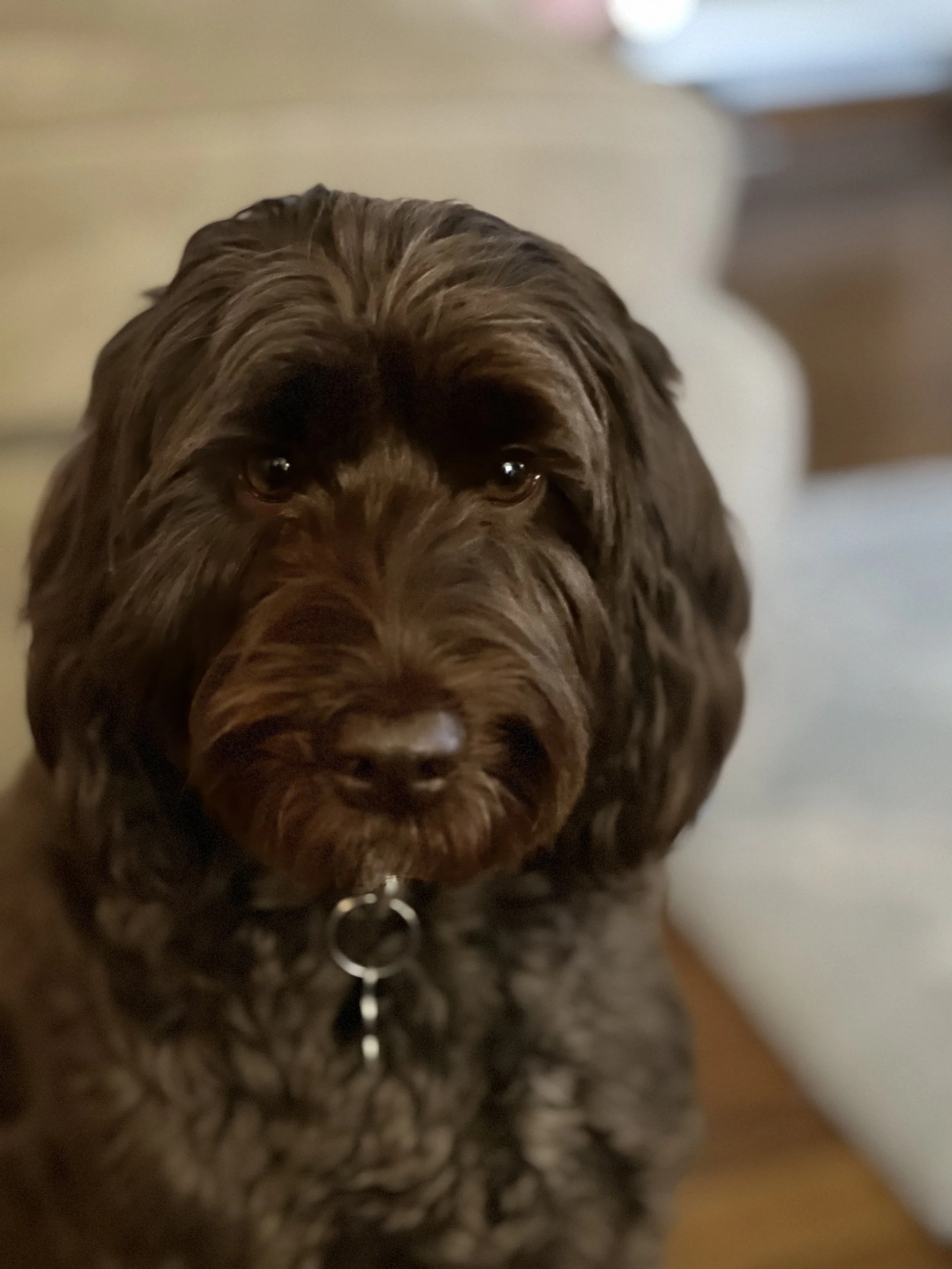 A close-up photograph of a brown, curly-haired dog with deep brown eyes, wearing a metal collar, indoors.