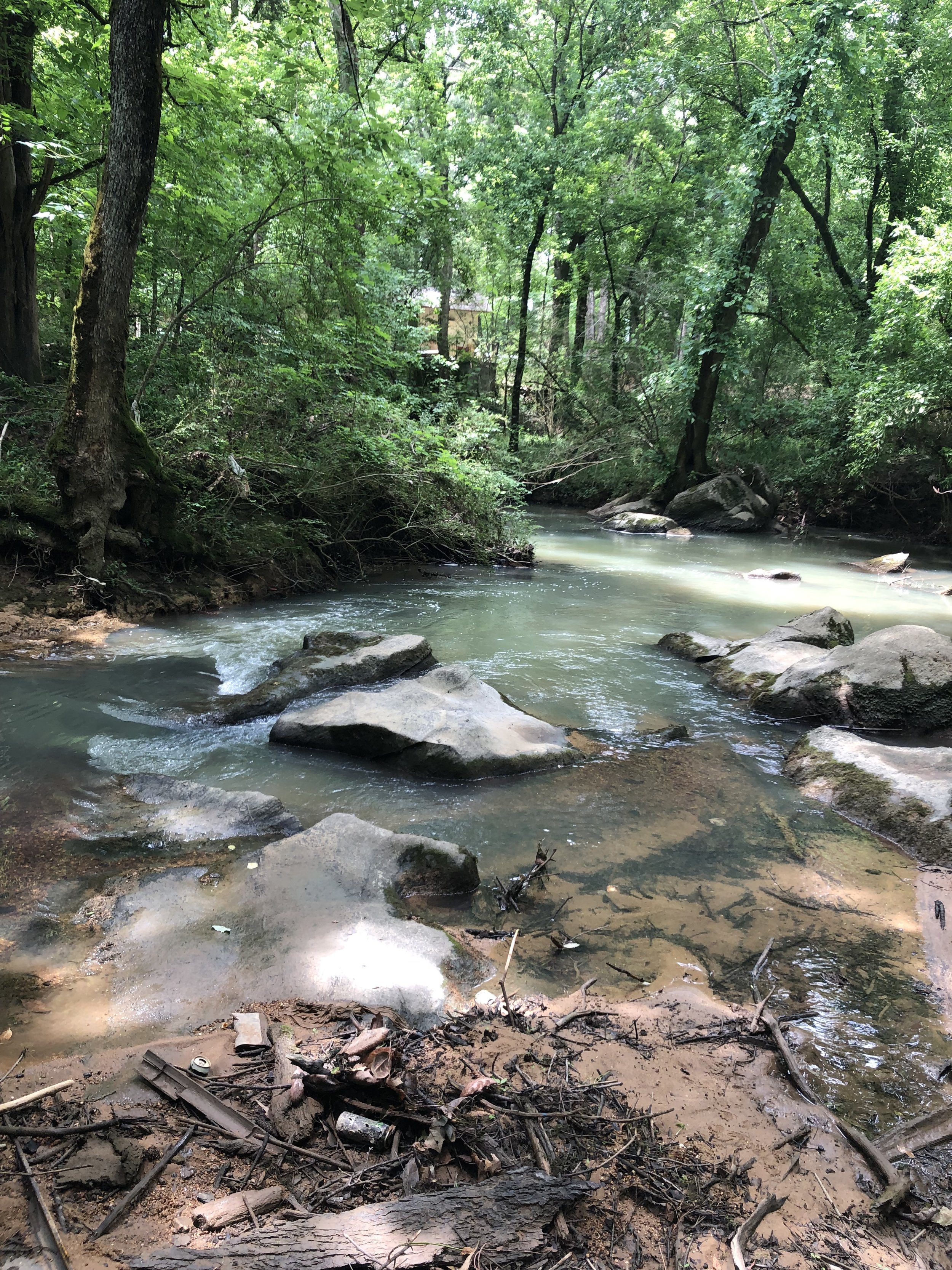 A forest stream with rocks and trees, surrounded by lush green foliage.