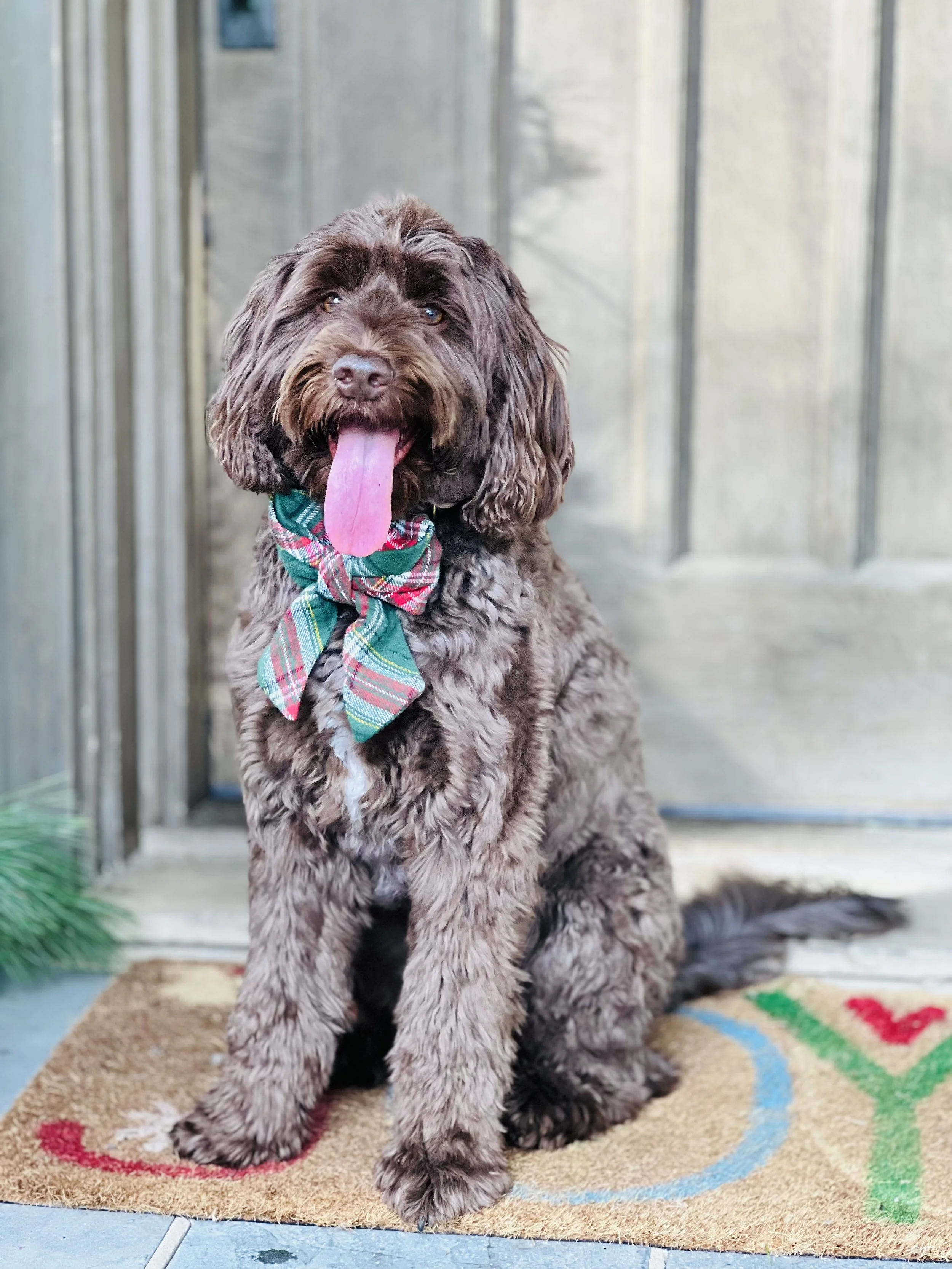 A brown curly-haired dog sitting on a colorful rug in front of a wooden door, wearing a green plaid bandana, with its tongue hanging out.