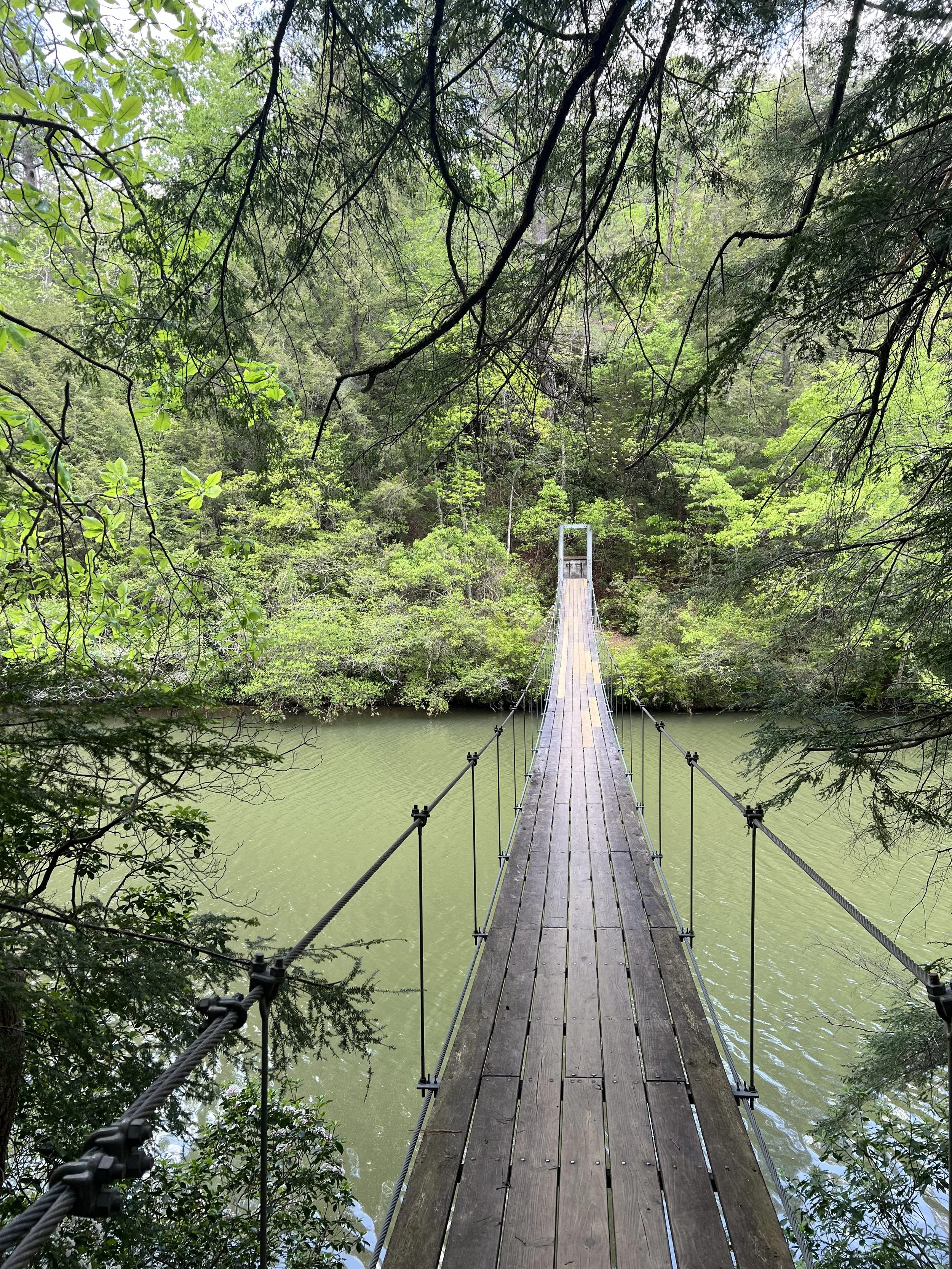 A wooden suspension bridge crossing over green water, surrounded by dense green trees and foliage in a forest.
