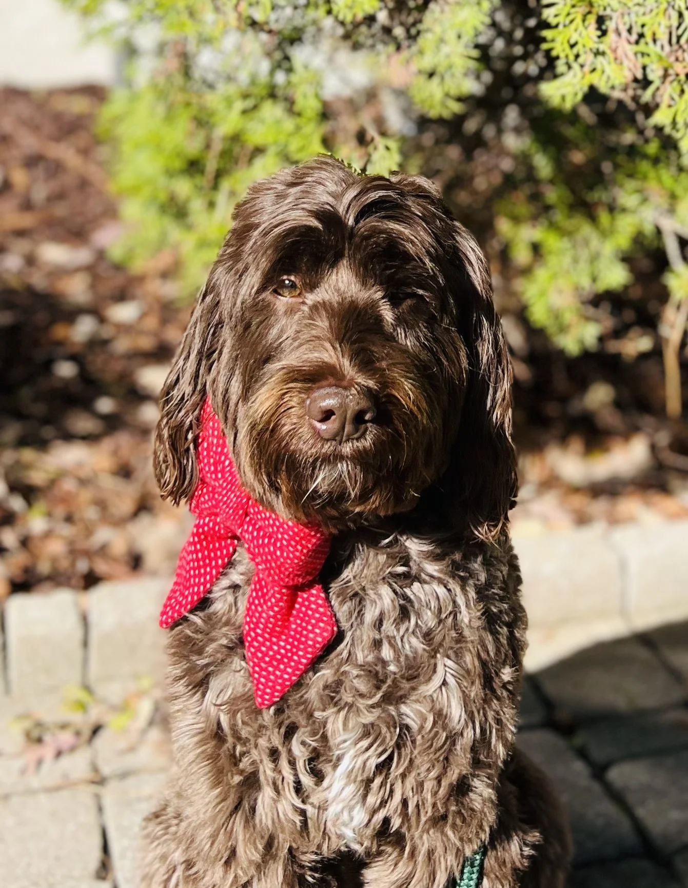 A brown curly-haired dog wearing a red polka dot bandana outdoors, with greenery in the background.