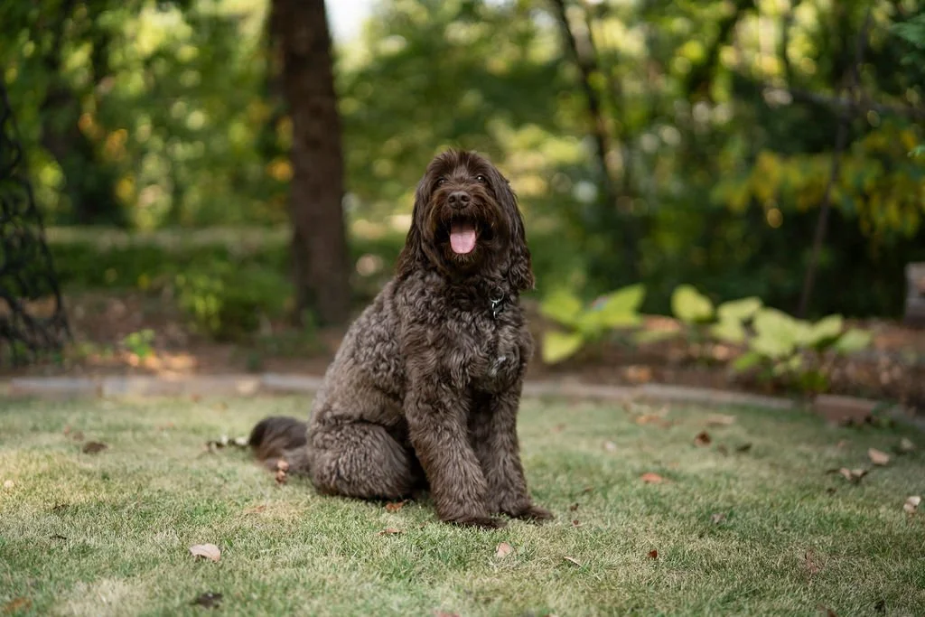 A happy brown curly-coated dog sitting on grass in a backyard with trees in the background.