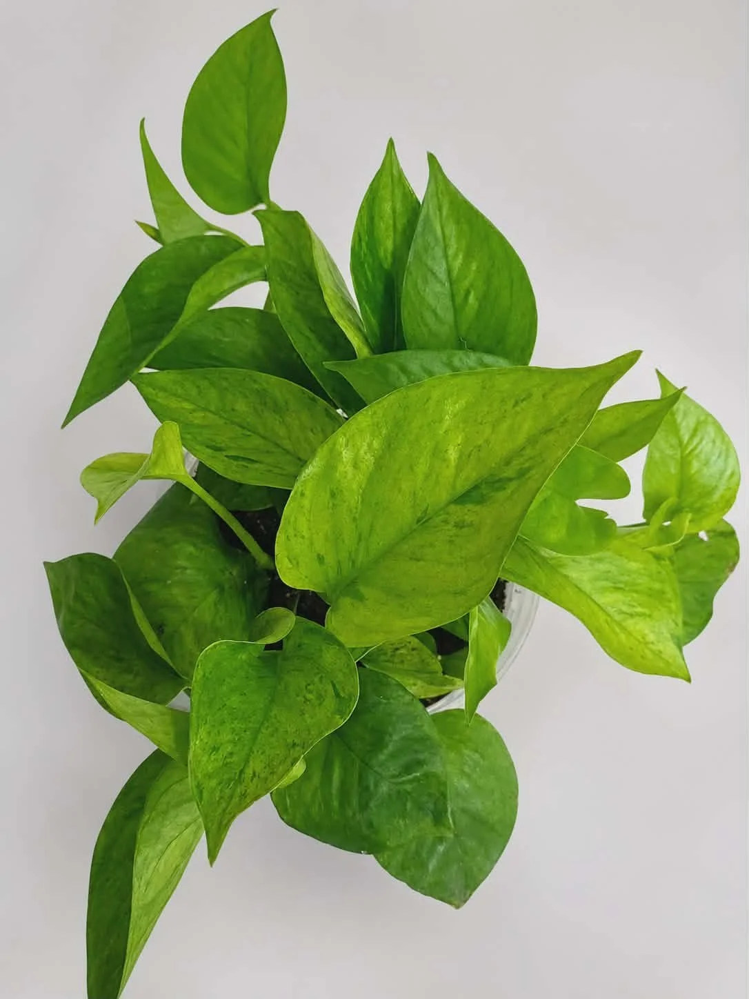 Jessenia Pothos - 6 inch
