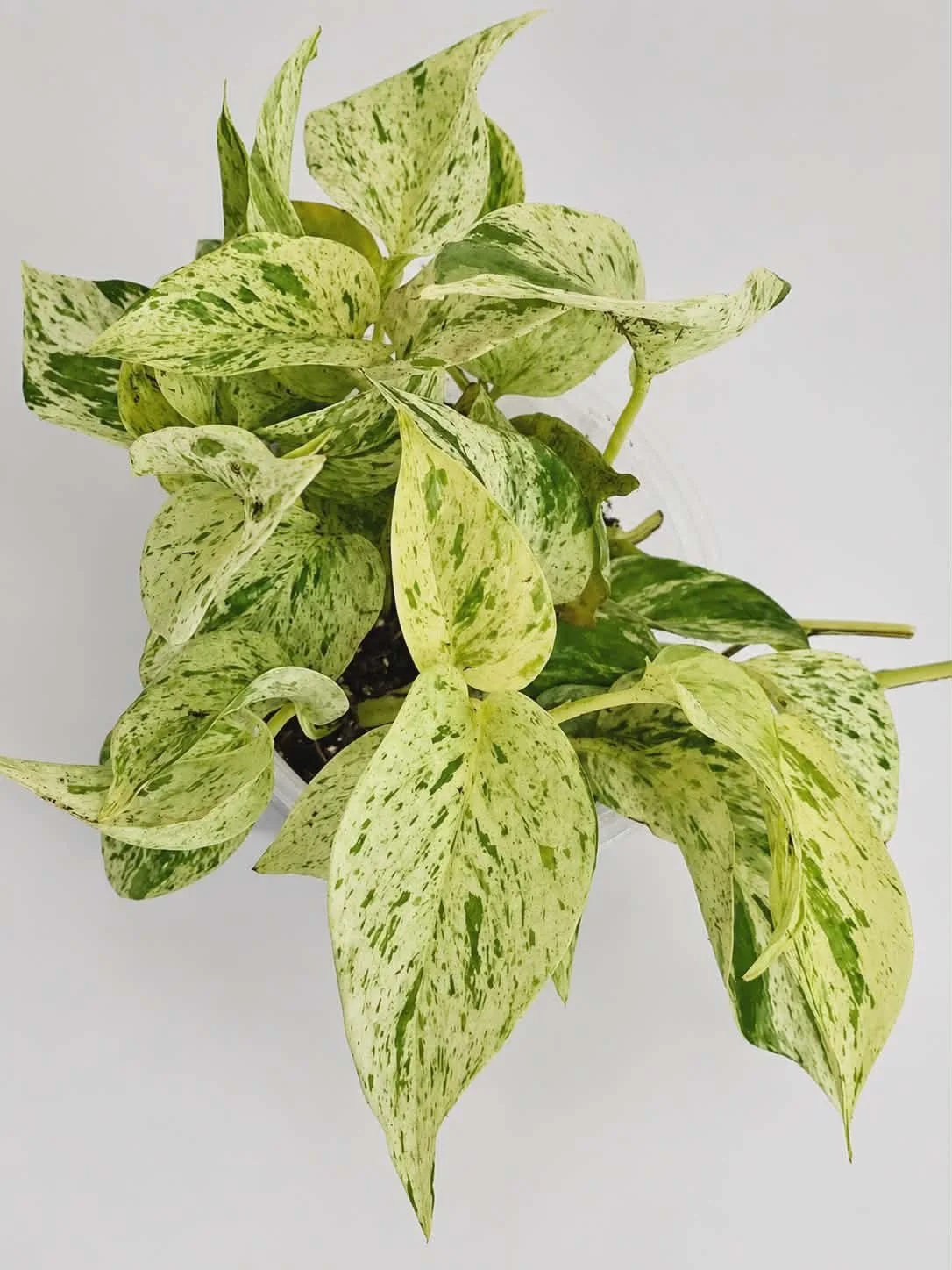 Marble Queen Pothos - 6 inch