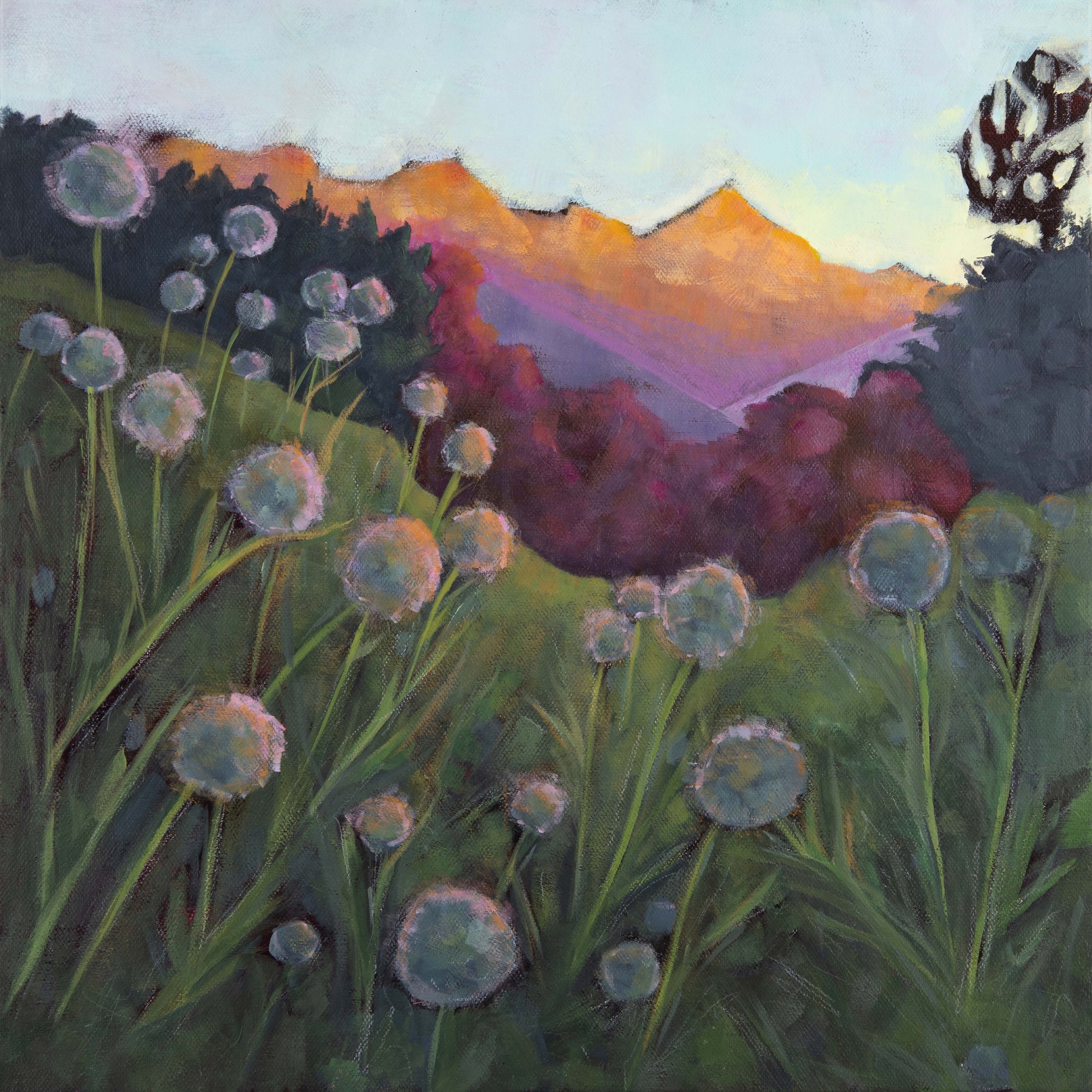 Dandelion Sunset