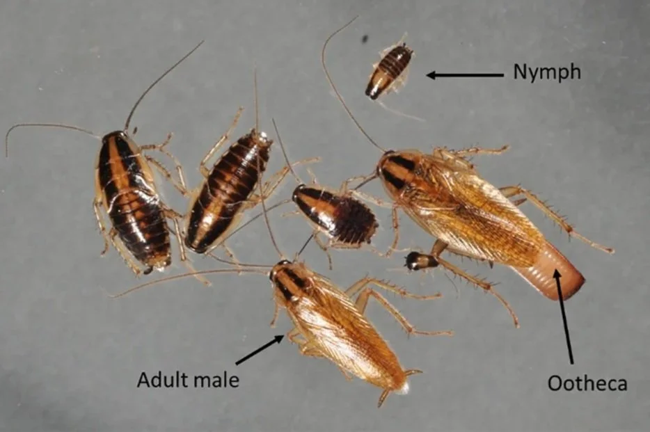 German+roach+life+cycle.jpg