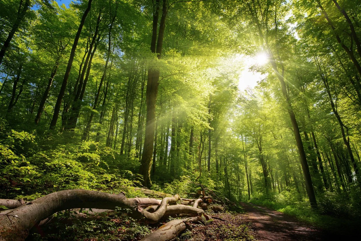 Sunshine shining through a dense green forest with trees and fallen logs on a dirt trail.