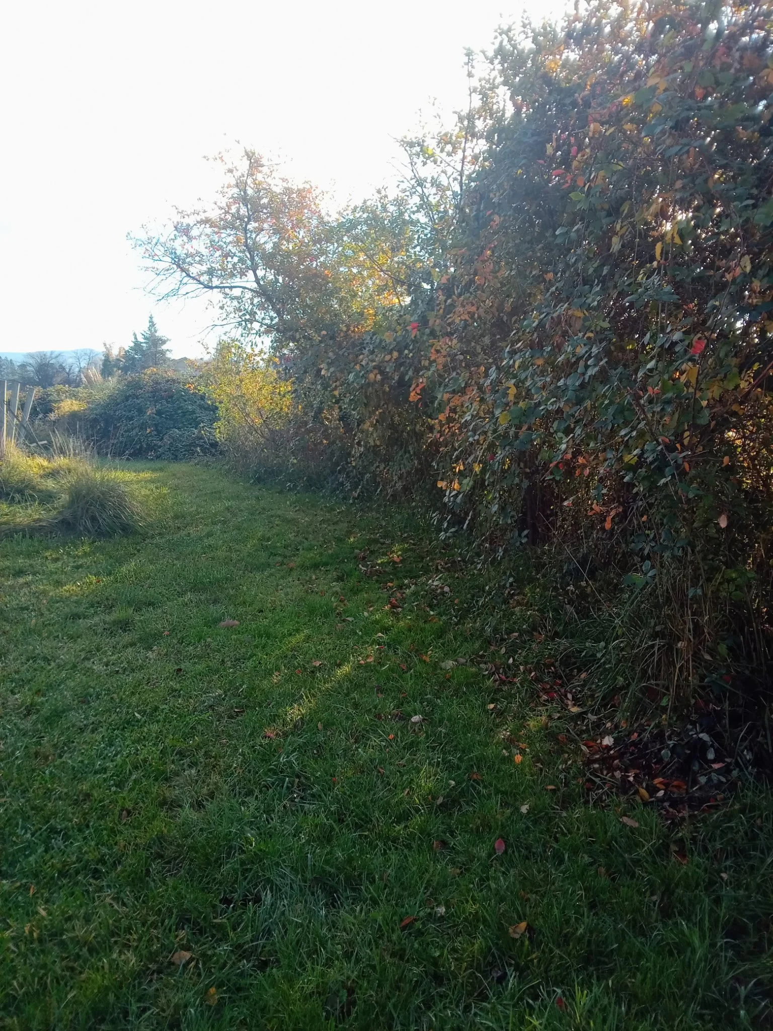 4775673690756228017 2.JPG