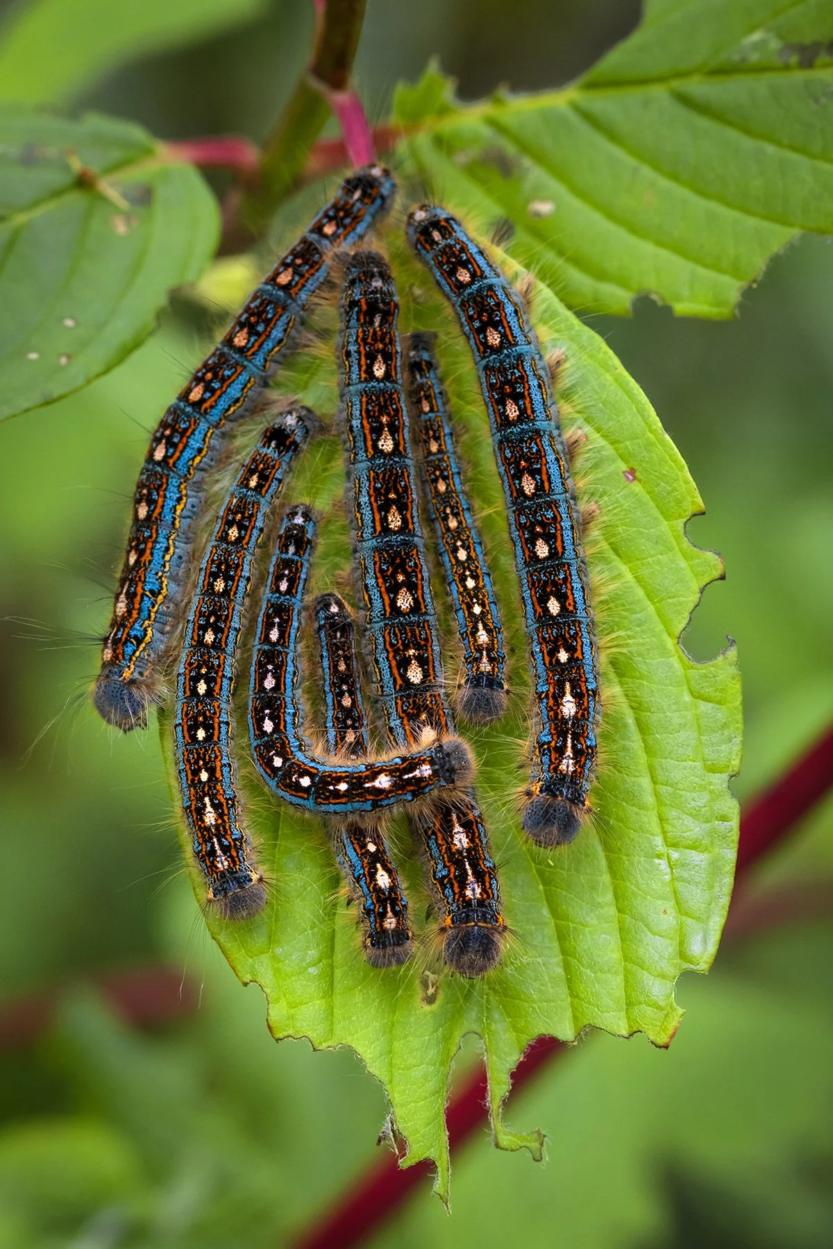 CaterpillarGroup.jpg