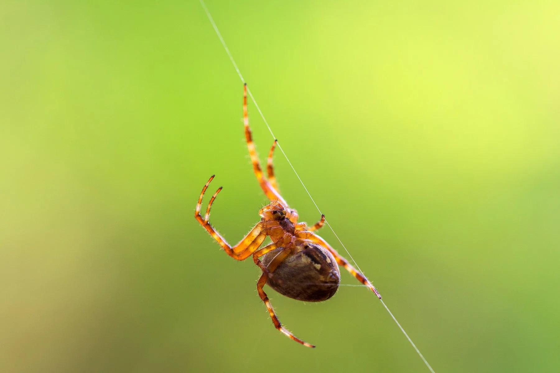 Spider On Web.jpg