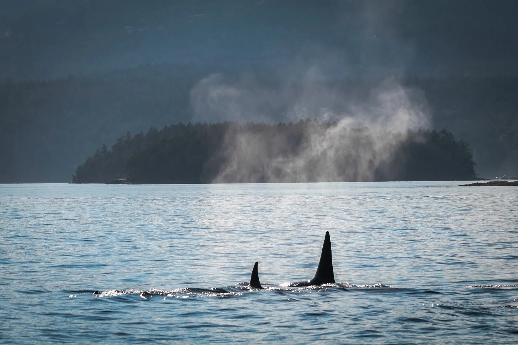 Two Orcas.jpg
