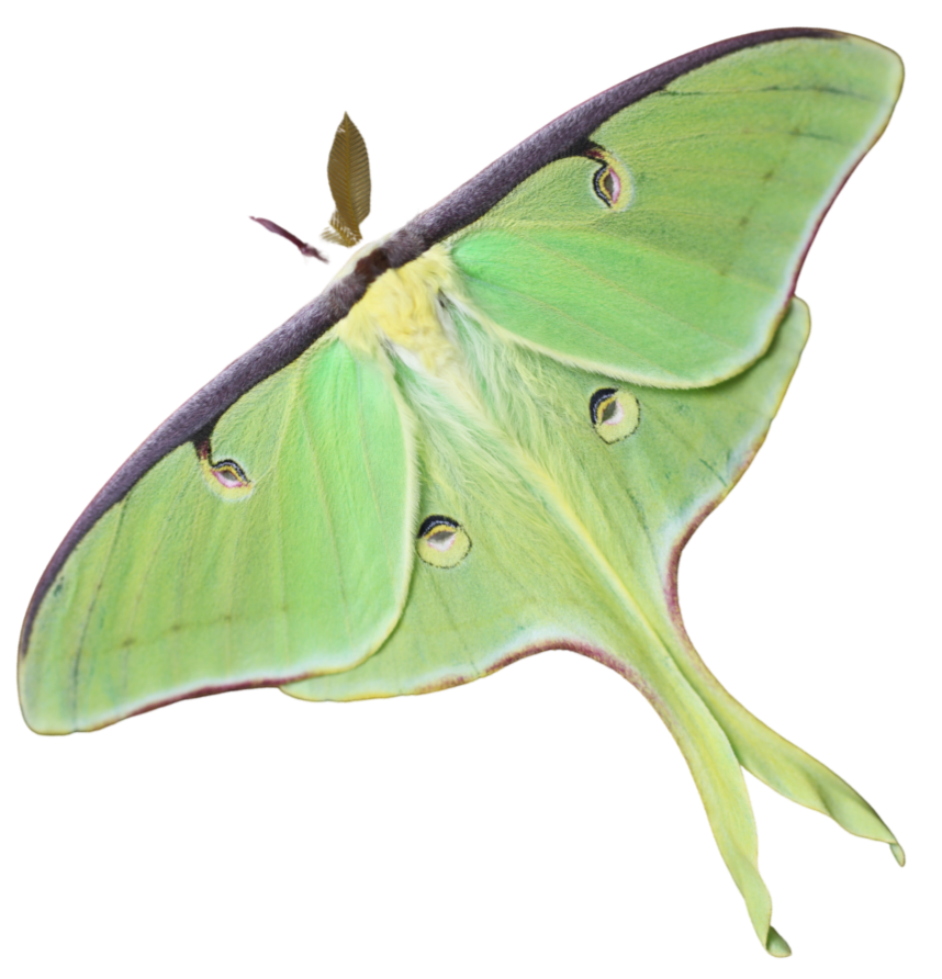A green Luna moth with yellow and black markings on its wings, flying with a small brown bird in the background.
