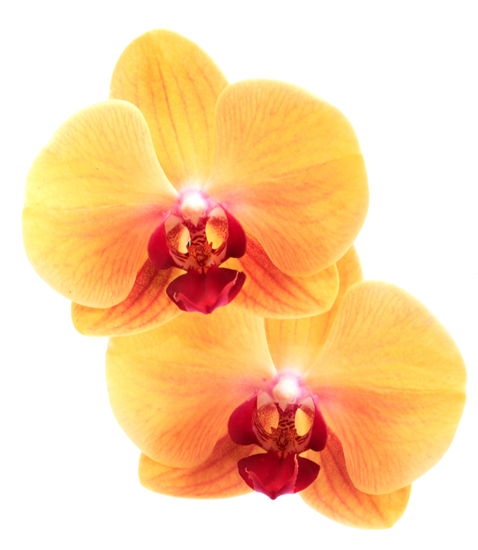 Two yellow-orange orchids with red and yellow centers