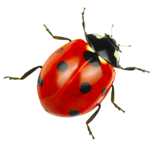 Close-up of a ladybug on a black background