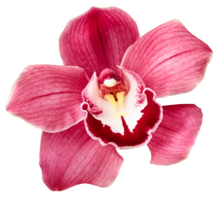 A pink orchid flower with a white and maroon center.