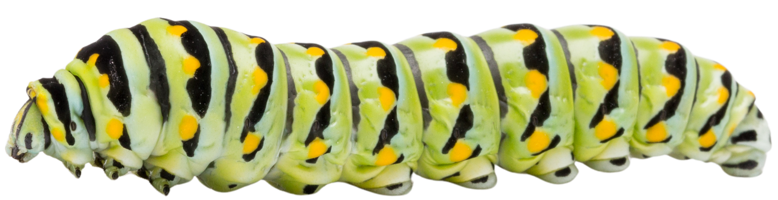 Close-up of a green caterpillar with black and yellow markings.