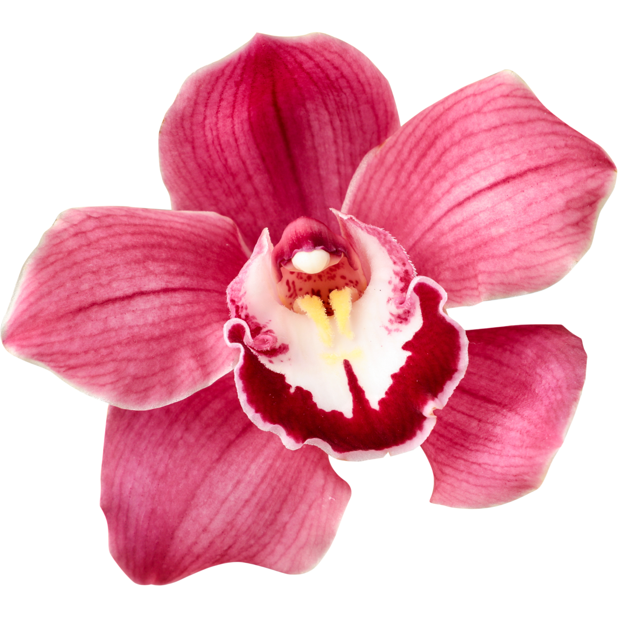 Close-up of a pink orchid flower with detailed petals and central column.