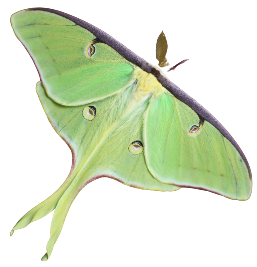 A close-up of a bright green Luna moth with yellow and black markings on its wings.
