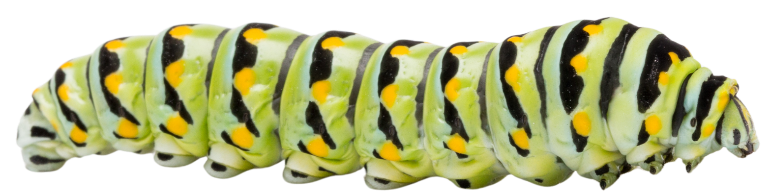 Close-up of a Caterpillar with lime green, black, and orange markings.