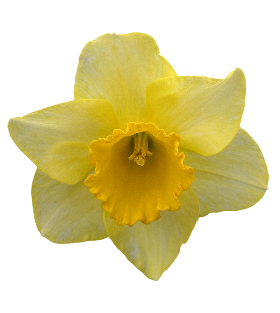 Close-up of a yellow daffodil flower with a darker yellow trumpet-shaped center and light yellow petals.