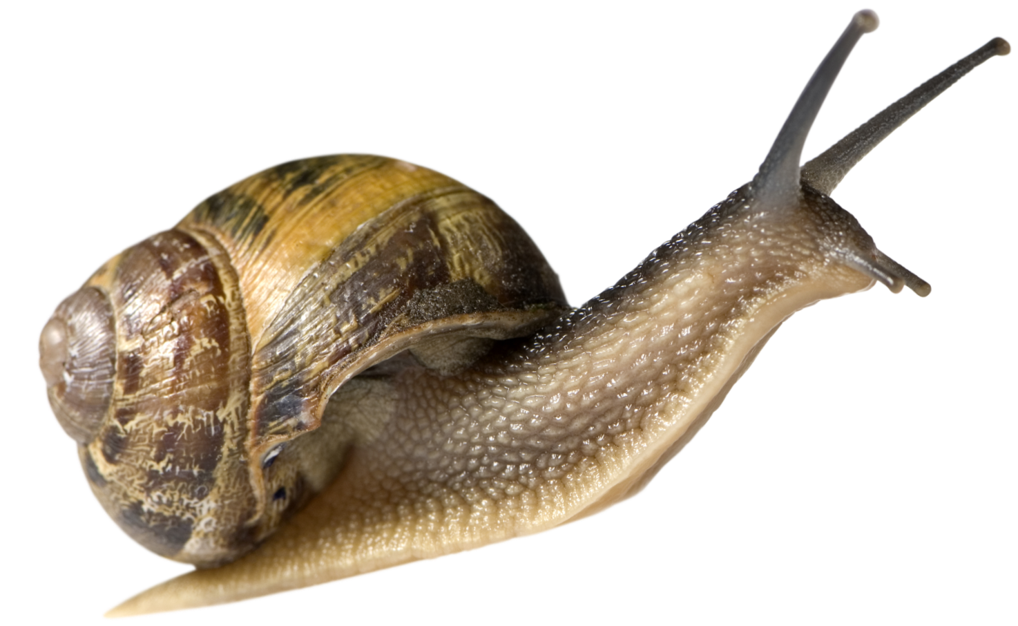 A close-up image of a brown garden snail with a spiral shell and extended tentacles.