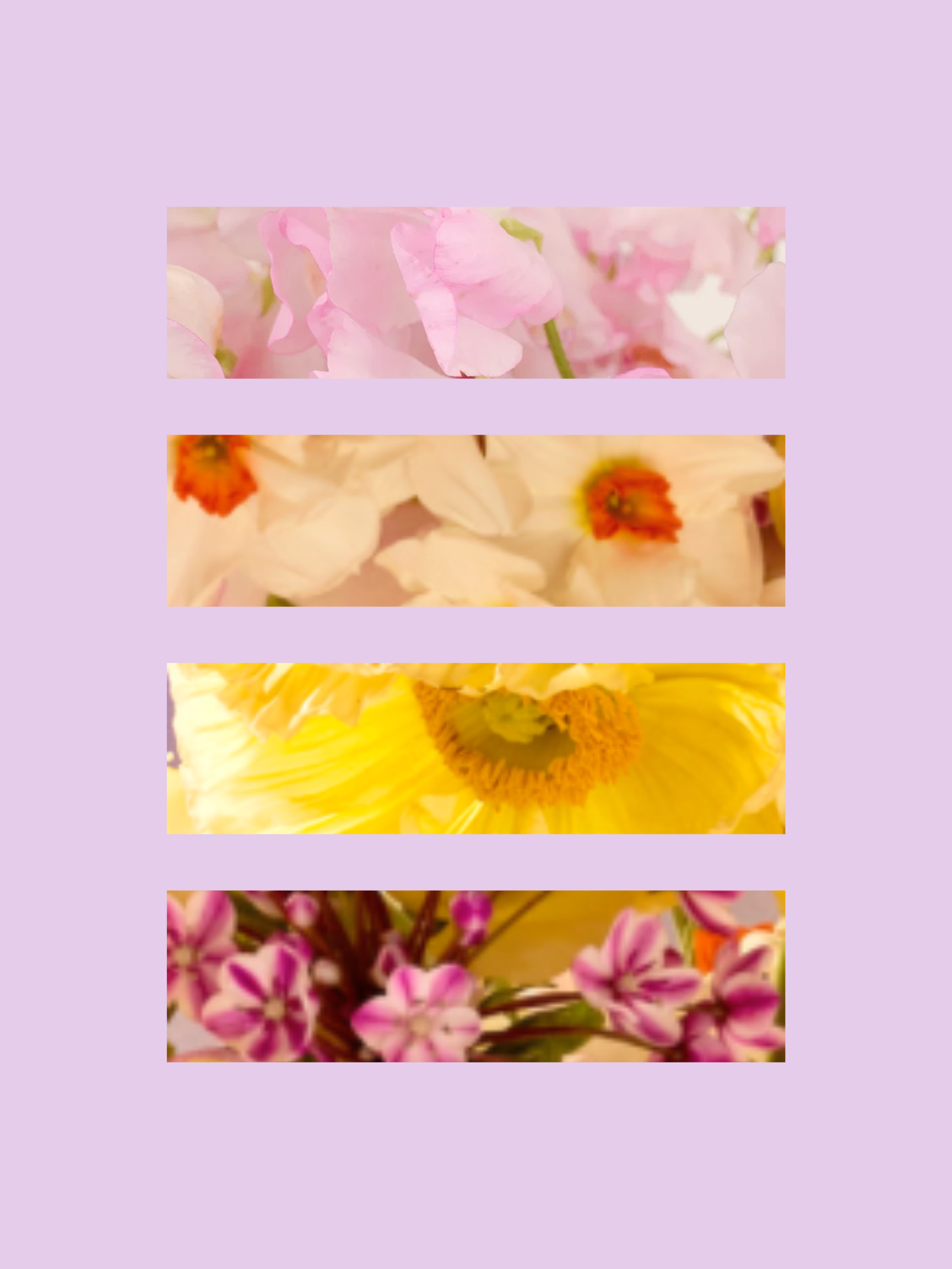 Citrus Colour Pallet.png