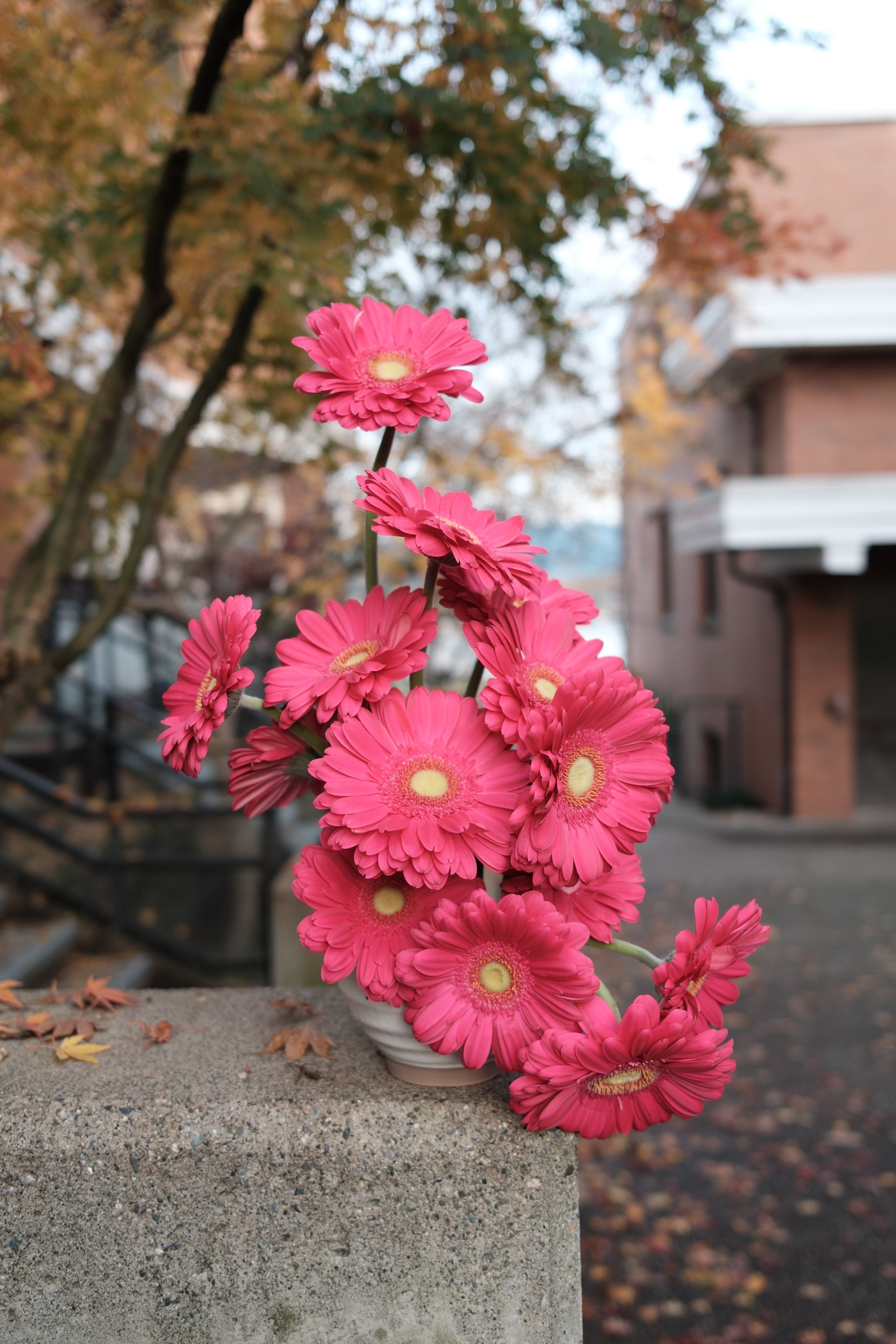 DSCF2930.jpg