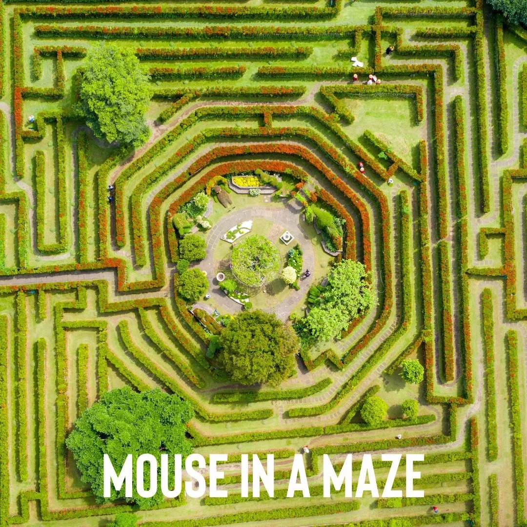 Mouse in a Maze