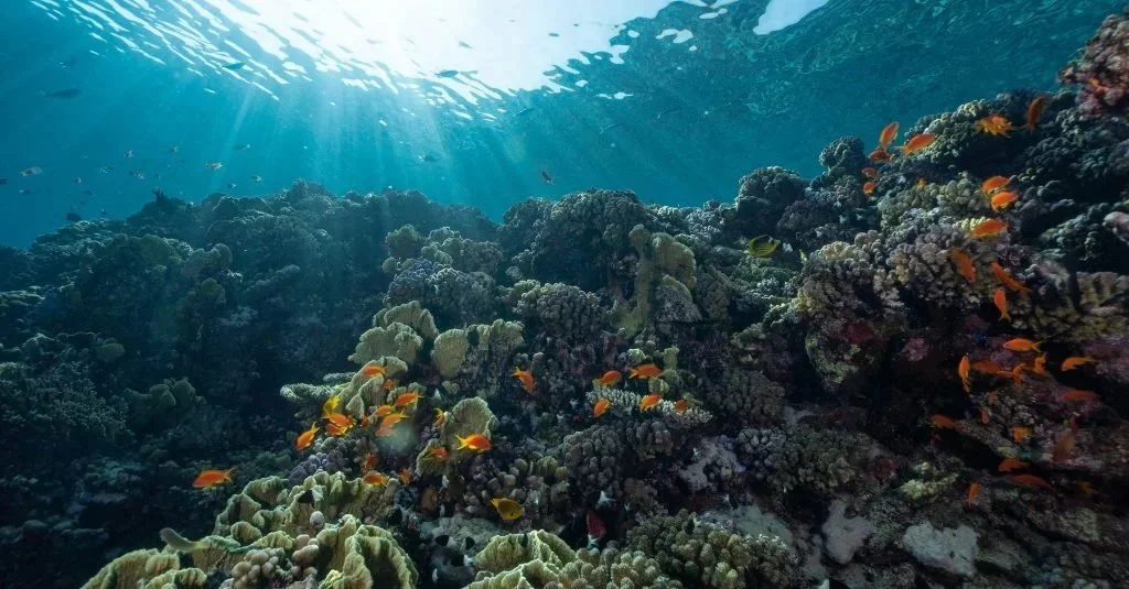 Beneath the Surface
