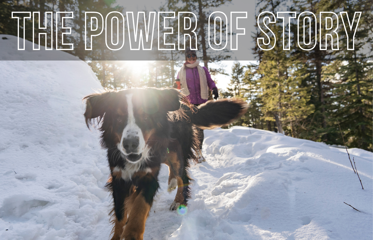 A woman and a dog walking in a snowy forest during sunset, with the woman wearing a purple jacket, white scarf, sunglasses, and gloves. The dog is a black and tan Australian Shepherd heading toward the camera with snow on its fur.
