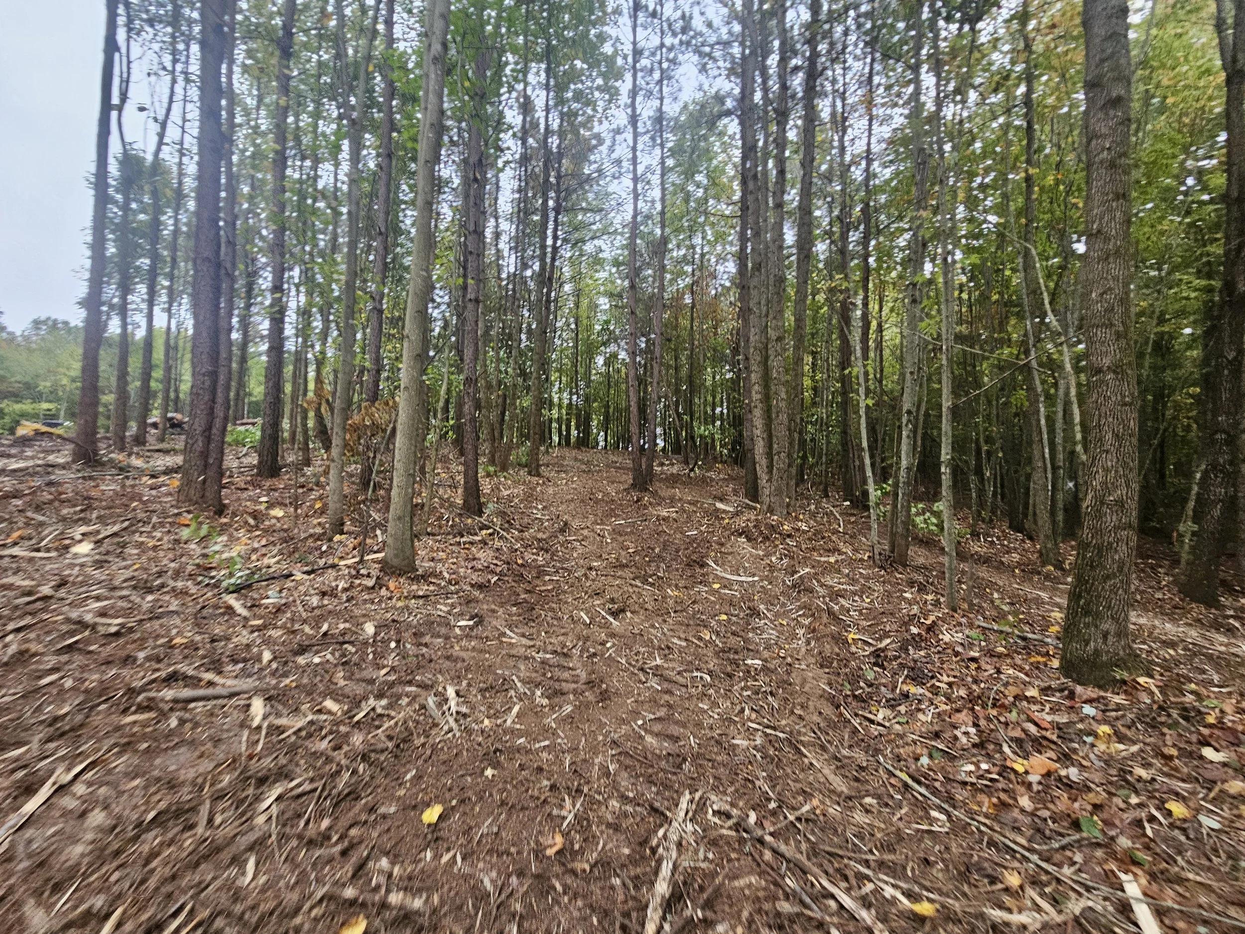 Precision in the Woods  Tree removal isn’t guessing. It’s angles, weight, tension, and experience.