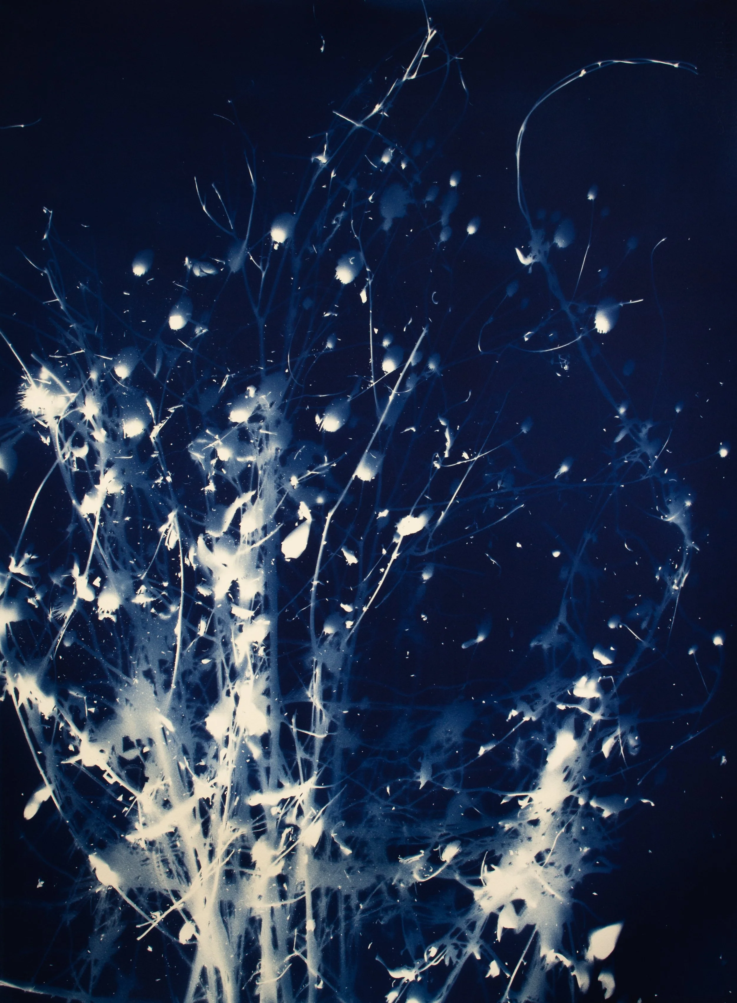 cyanotype2.jpg