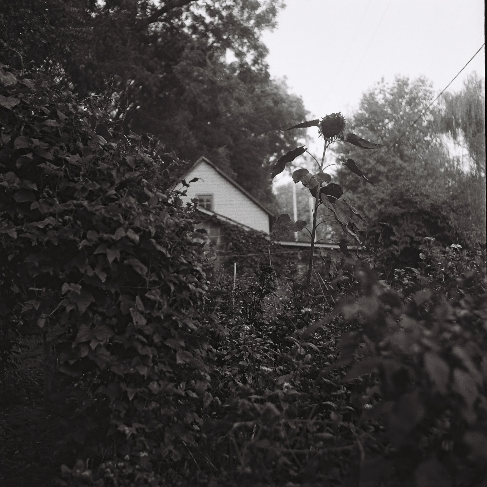R1-09525-0246.jpg