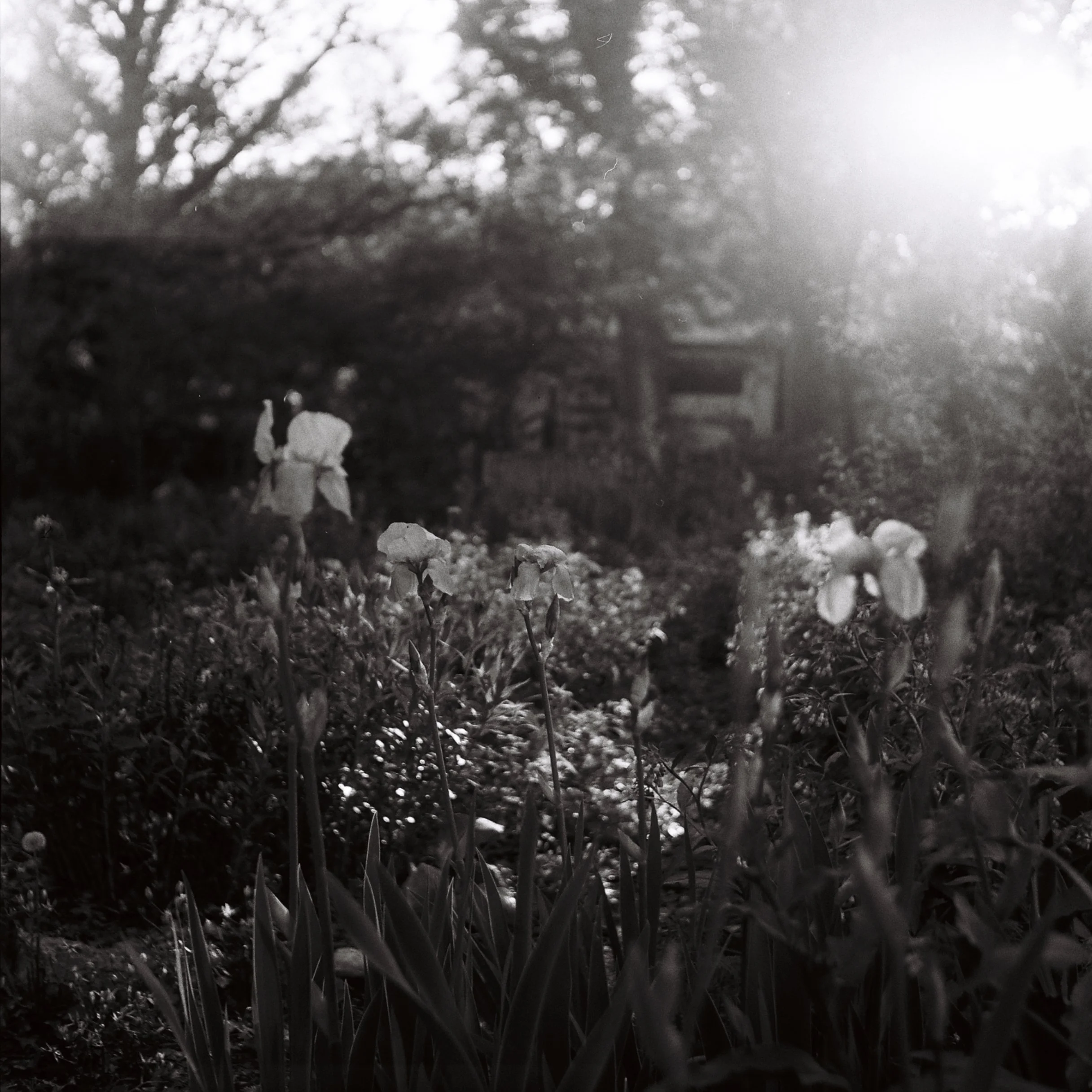 garden_BW.jpg