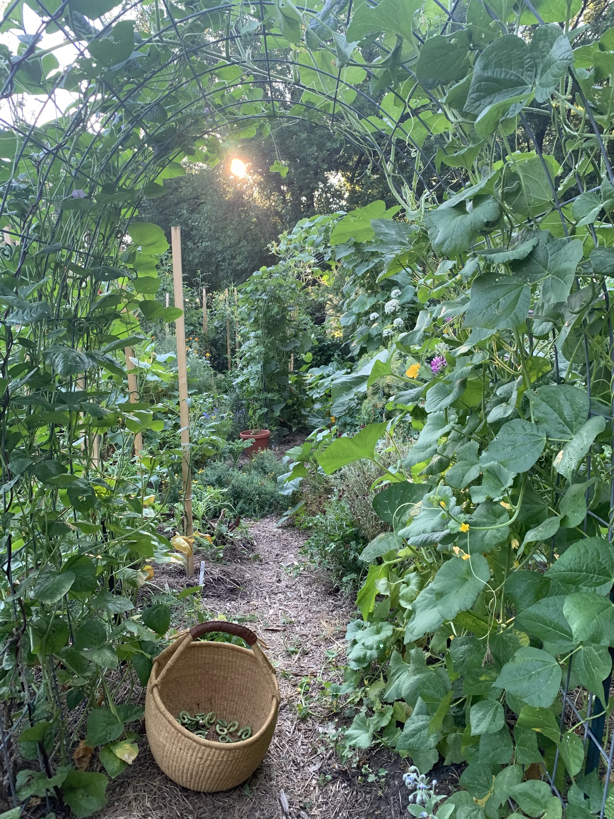 The Garden