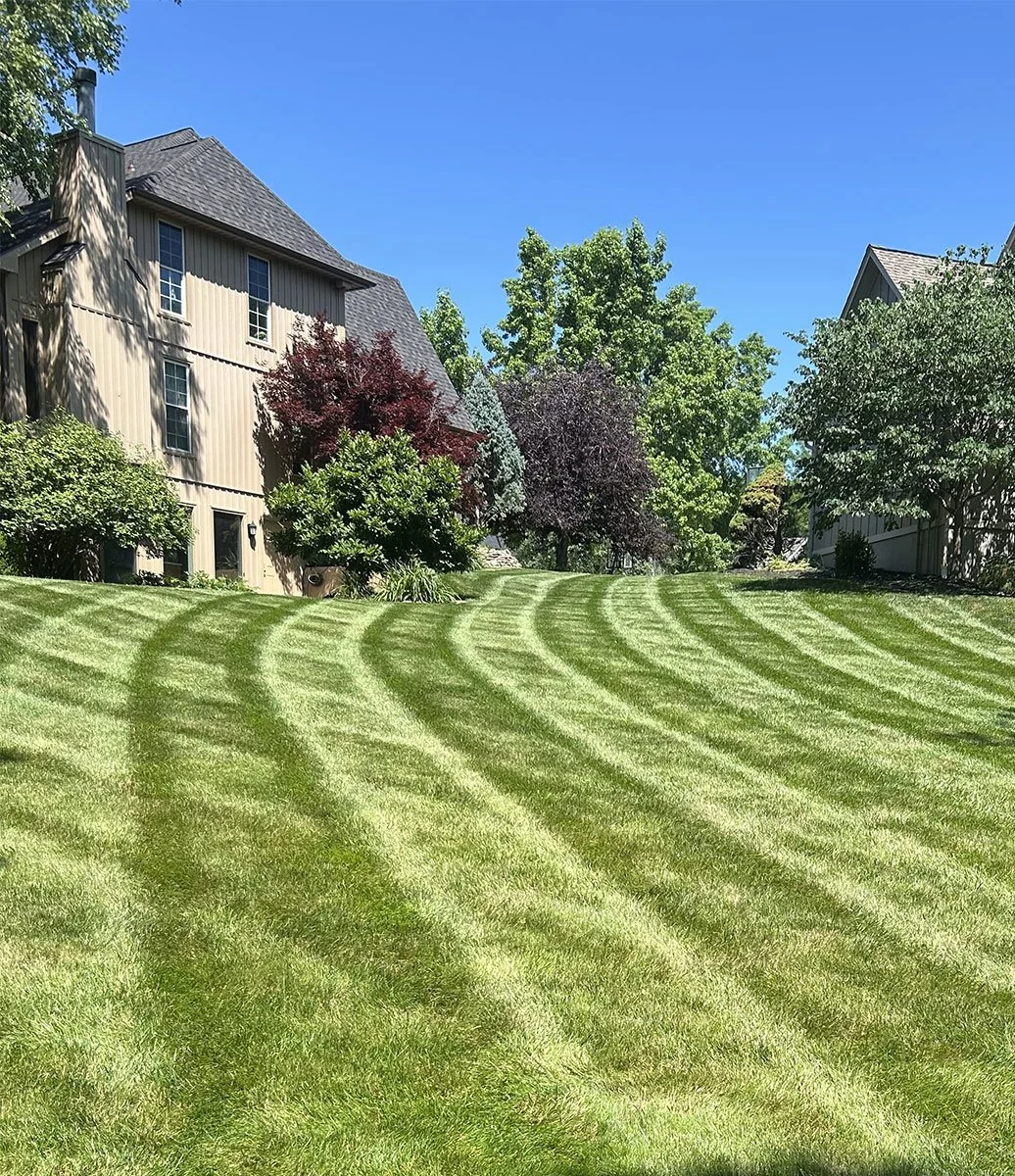 Freshly mowed lawn with green stripes in front of suburban houses and trees on a sunny day.