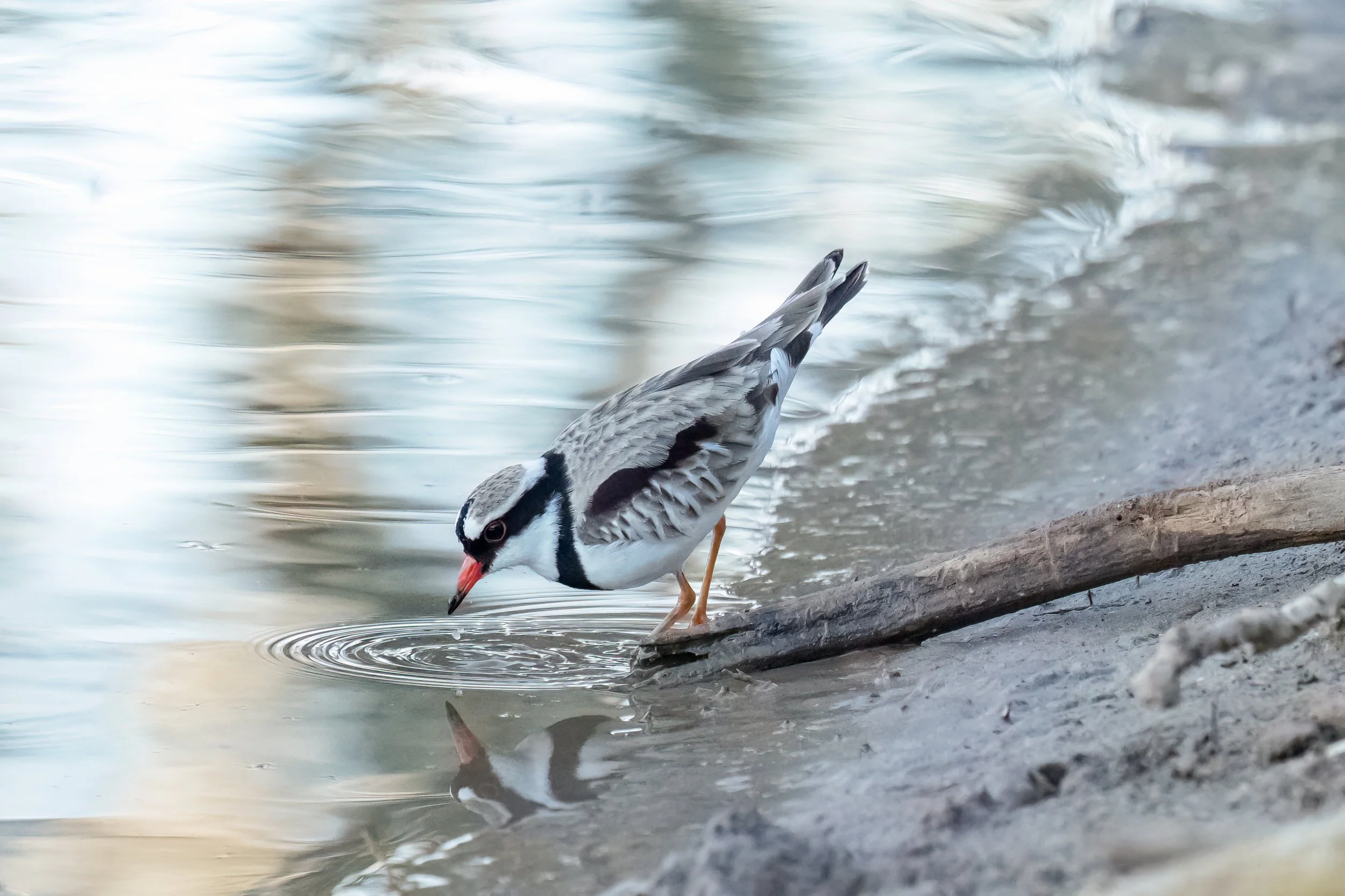 A Black-Fronted Dotterel, and Australian bird, standing on a log by the water's edge, with ripples in the water reflecting the sky.