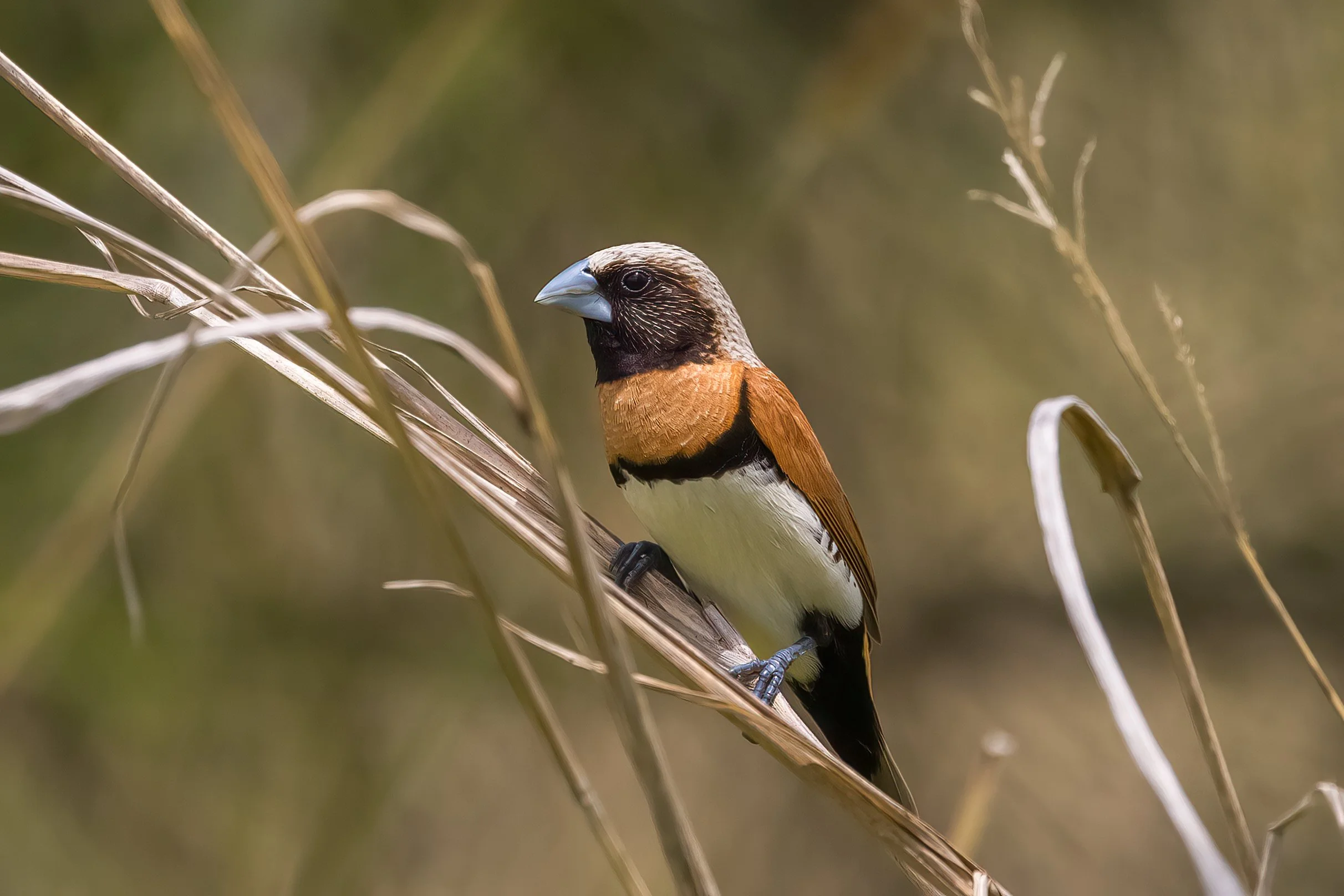 A Chestnut-breasted Mannikan. An Australian small bird with a black face, white eyebrows, and brown wings perched on a dried grass stalk in a natural setting.