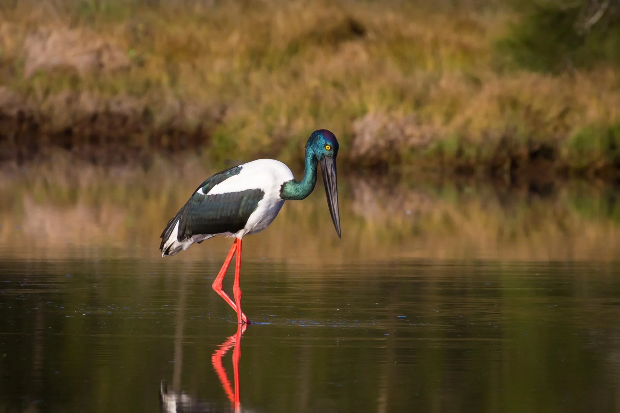 A Black-necked stork wading in shallow water, reflected in the water.