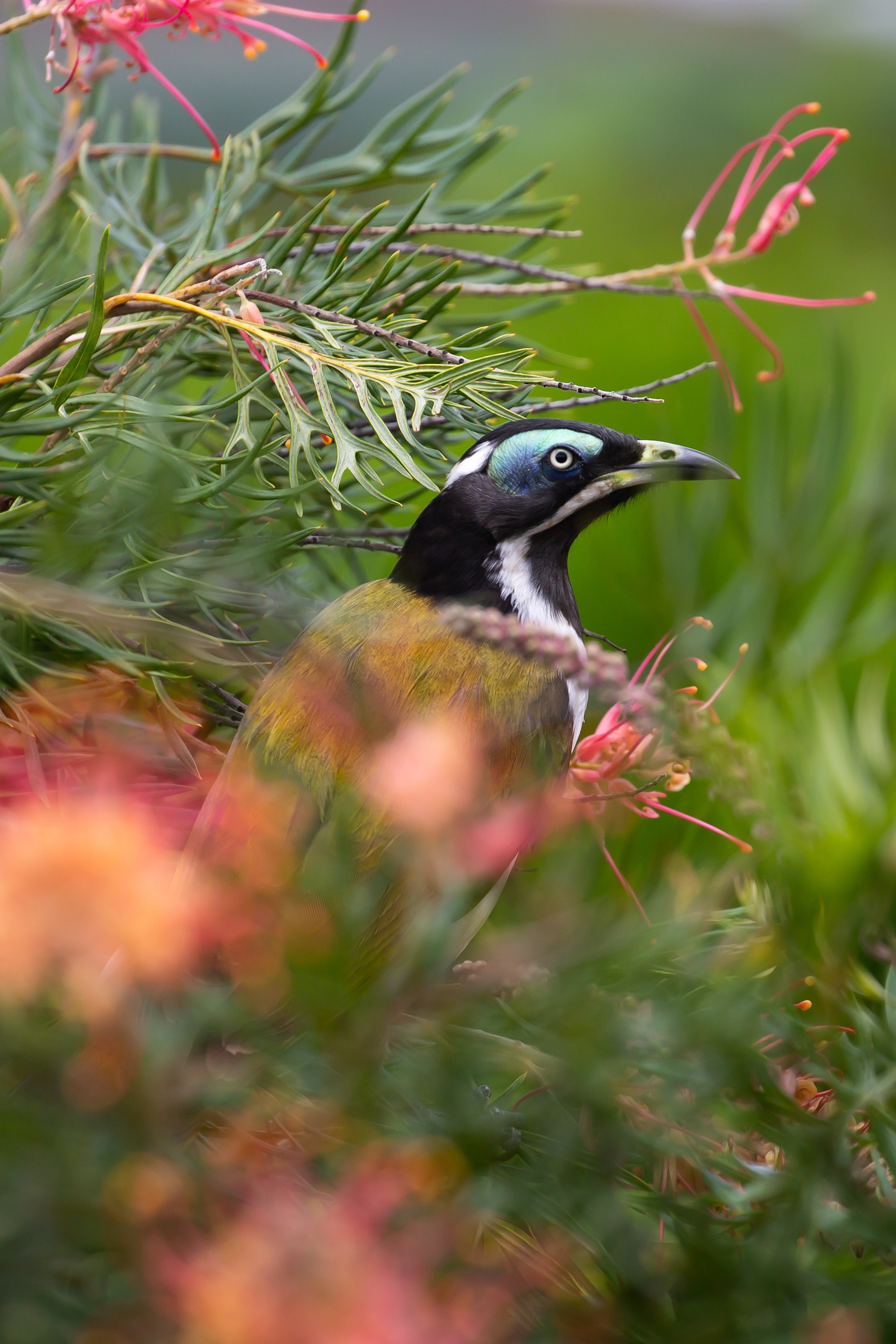 A Blue-faced Honeyeater. An Australian bird with colourful plumage, including black, white, yellow, and iridescent blue, hidden among green foliage and pink flowers.