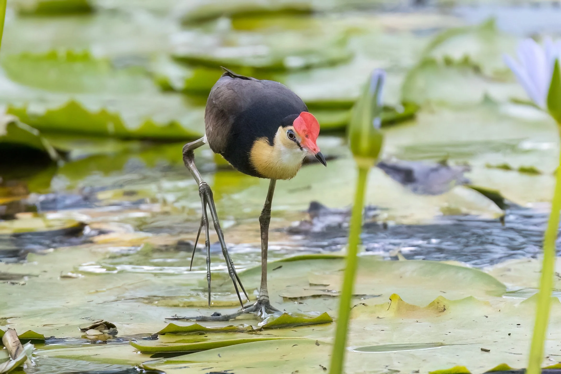 A Comb-crested Jacana. A long toed Australian waterbird perched on tall, thin legs in a shallow pond with floating green lily pads.