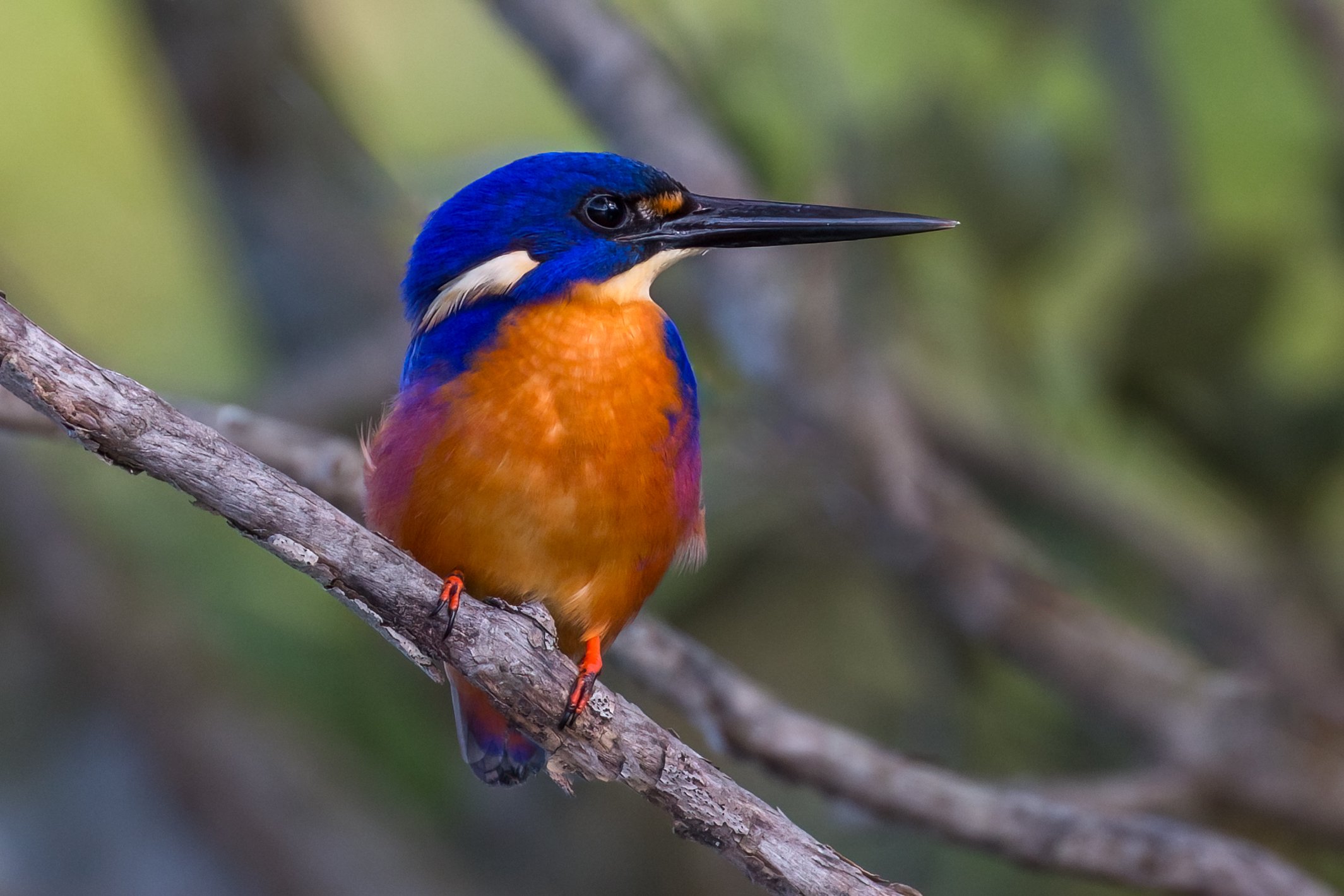 An Azure kingfisher bird with blue, orange, and white feathers perched on a tree branch against a blurred green background.