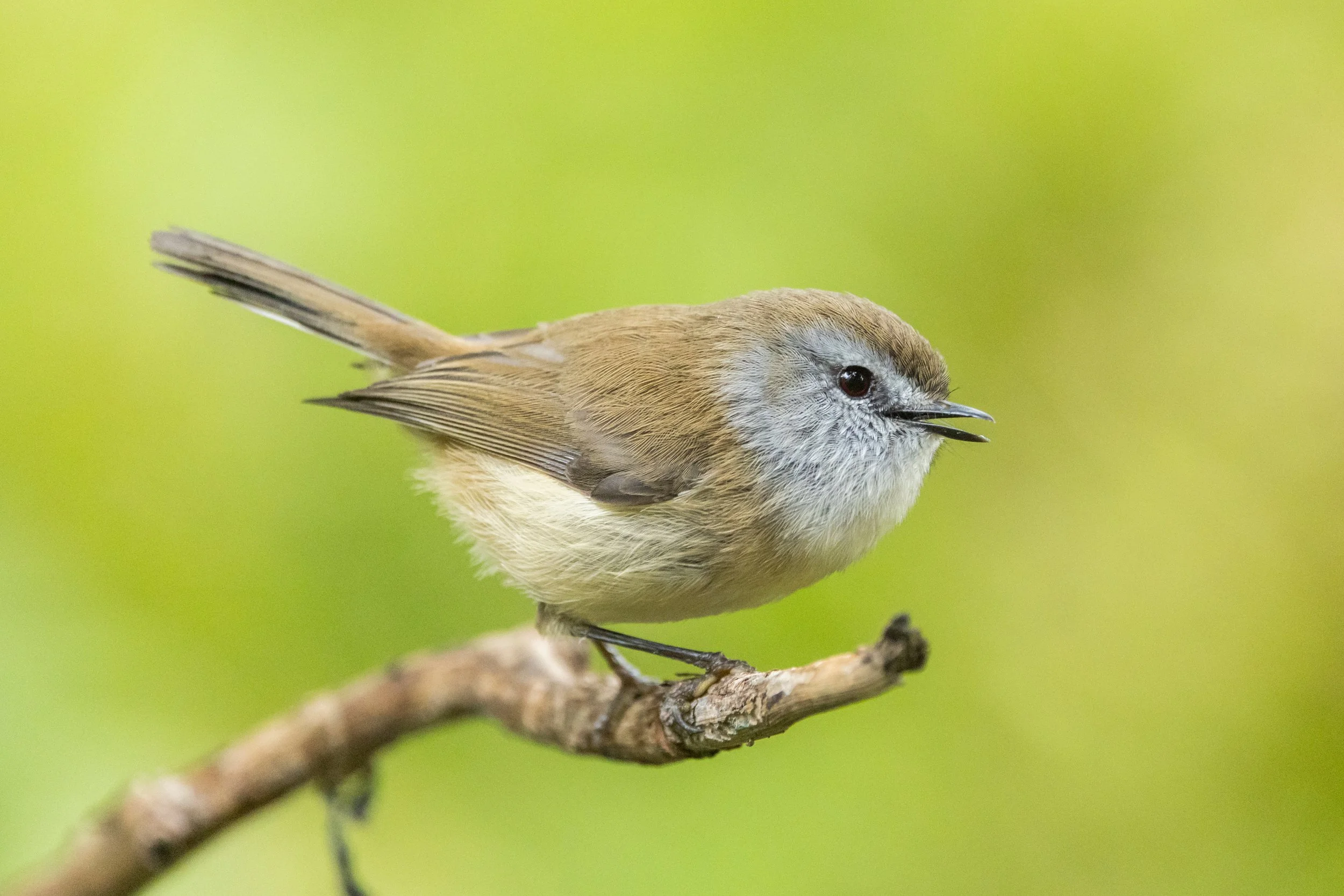 A Brown Gerygone. A Small bird perched on a tree branch, with a light brown and gray body, singing with its beak open, against a blurred green background.