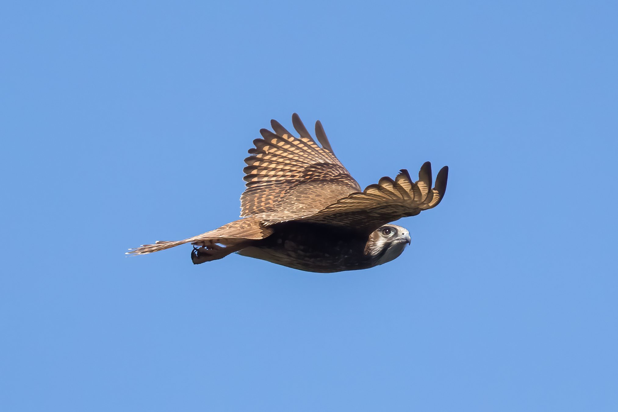 A Brown Falcon. A bird of prey flying in a clear blue sky, with its wings spread wide, showing detailed feathers.
