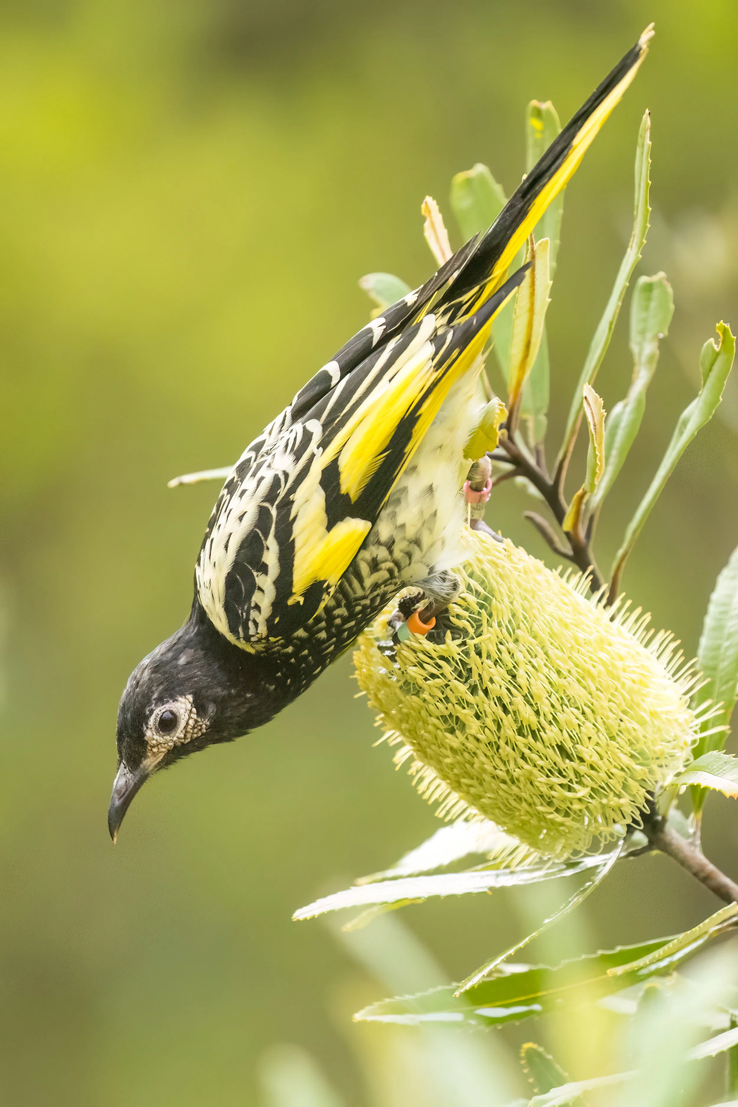 A Regent Honeyeater with black and yellow plumage feeding on a large yellow flower, surrounded by green leaves.