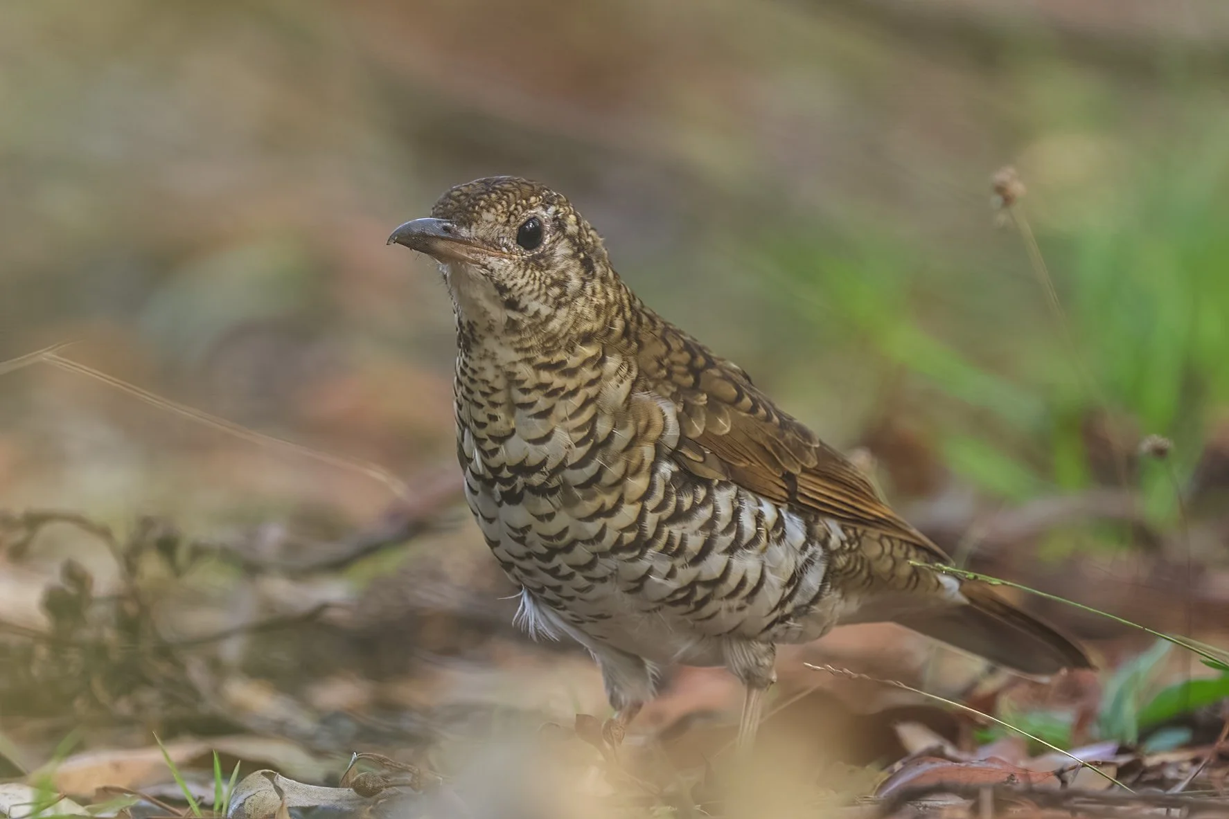 A close-up of a Bassian Thrush. A brown bird with black markings on its feathers, standing on the ground among grass and leaves.